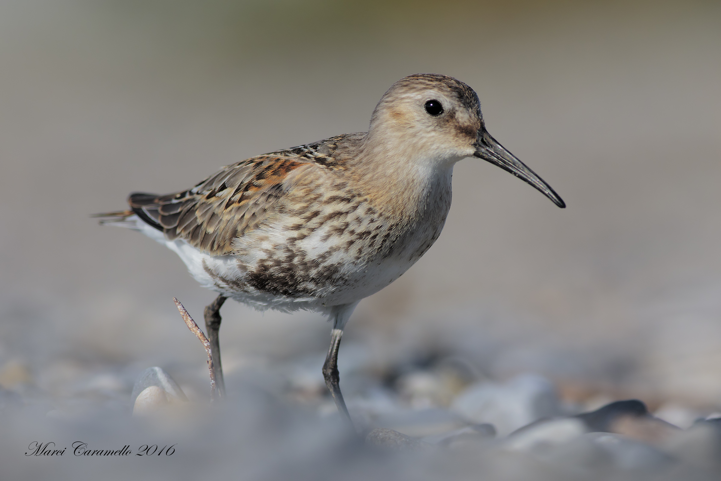 Piovanello pancianera