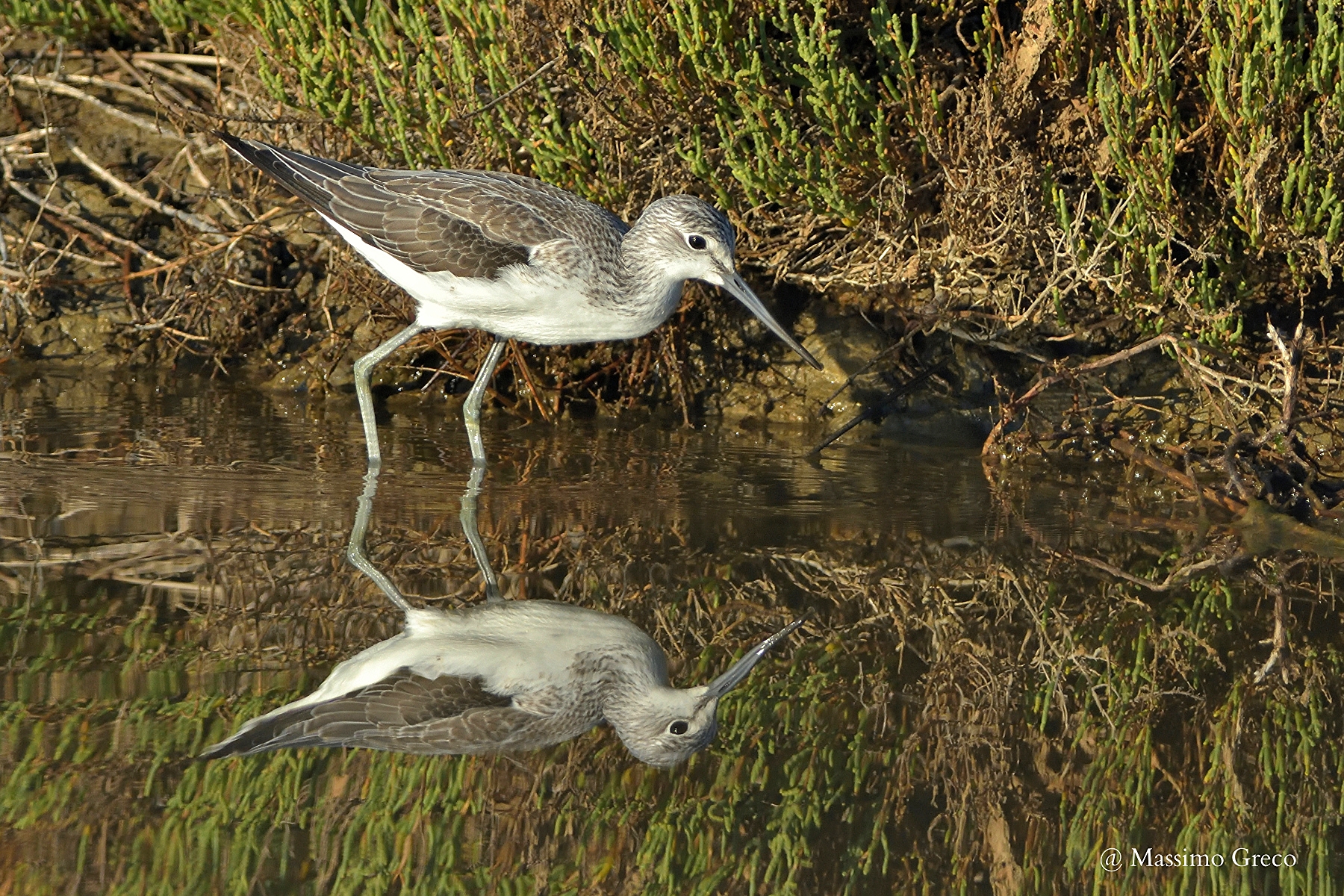 Pantana (Tringa nebularia)