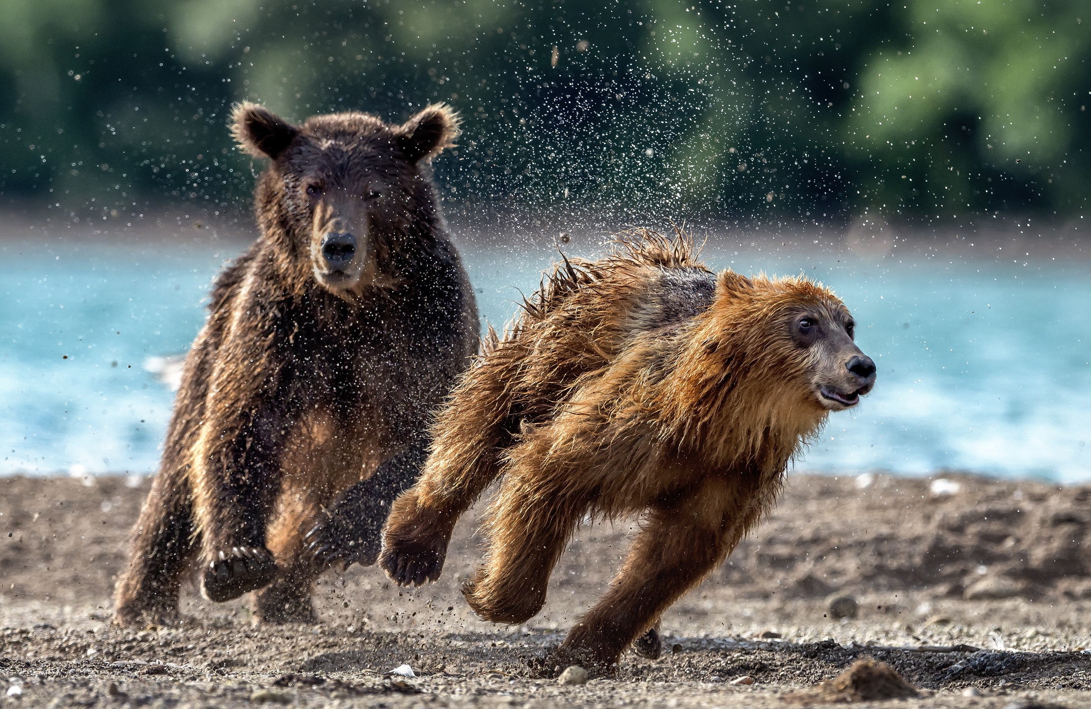 Kamchatka 2016 - The race