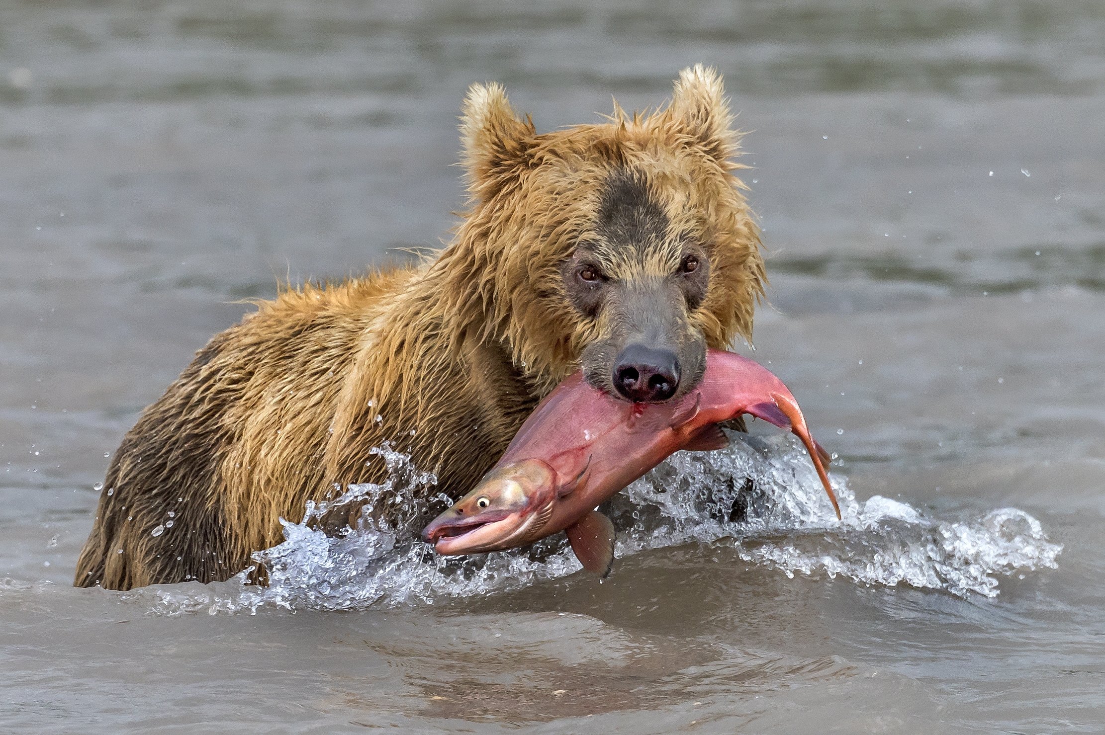 Kamchatka 2016 - Kamchatka 2016 - Fishing