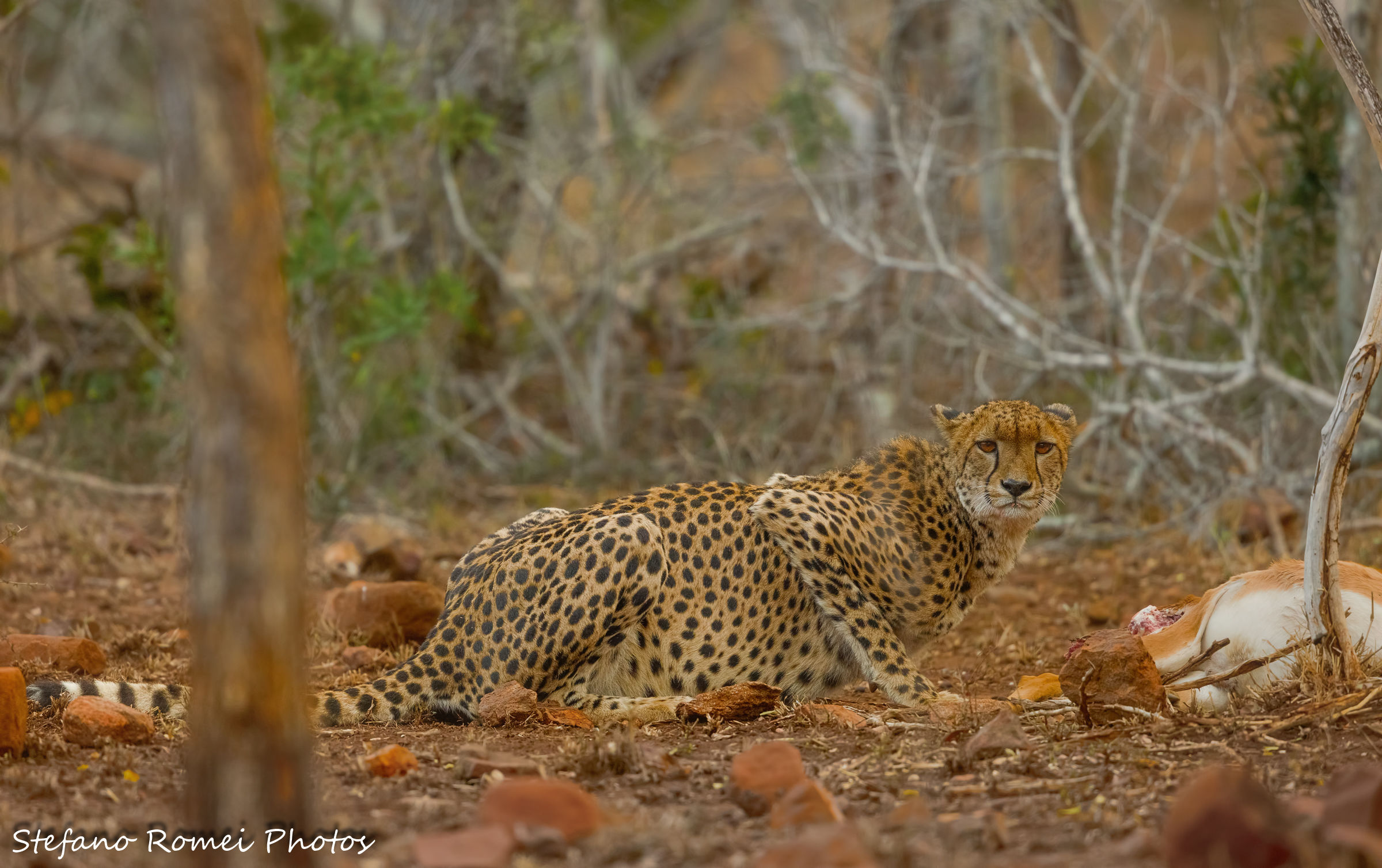 the disadvantages of the bush