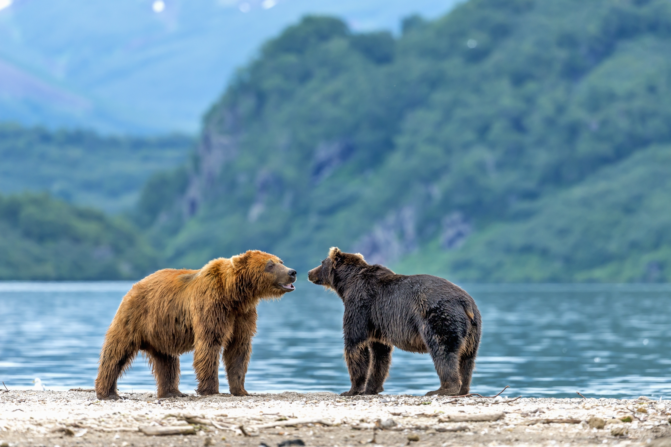 Kamchatka 2016 - Incontri sul lago
