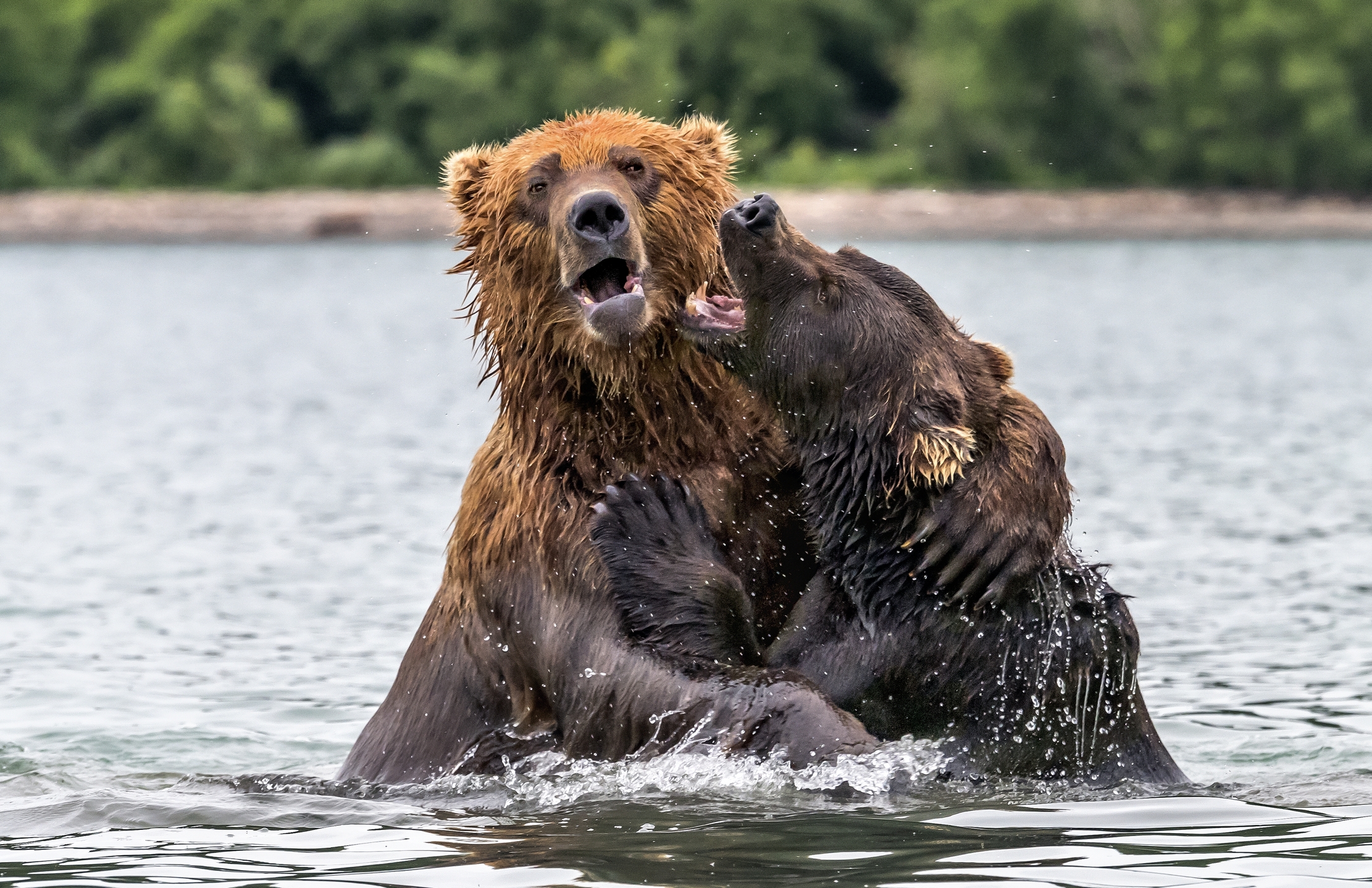 Kamchatka 2016 - The hug