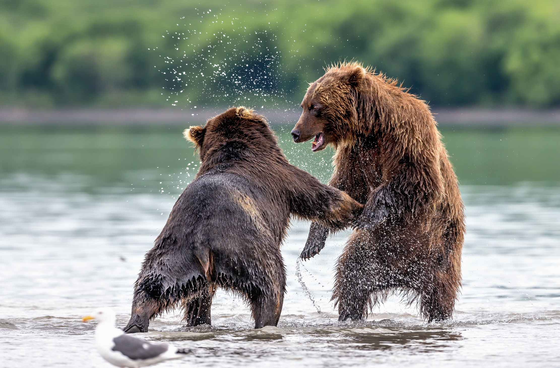 Kamchatka 2016 - Confronti