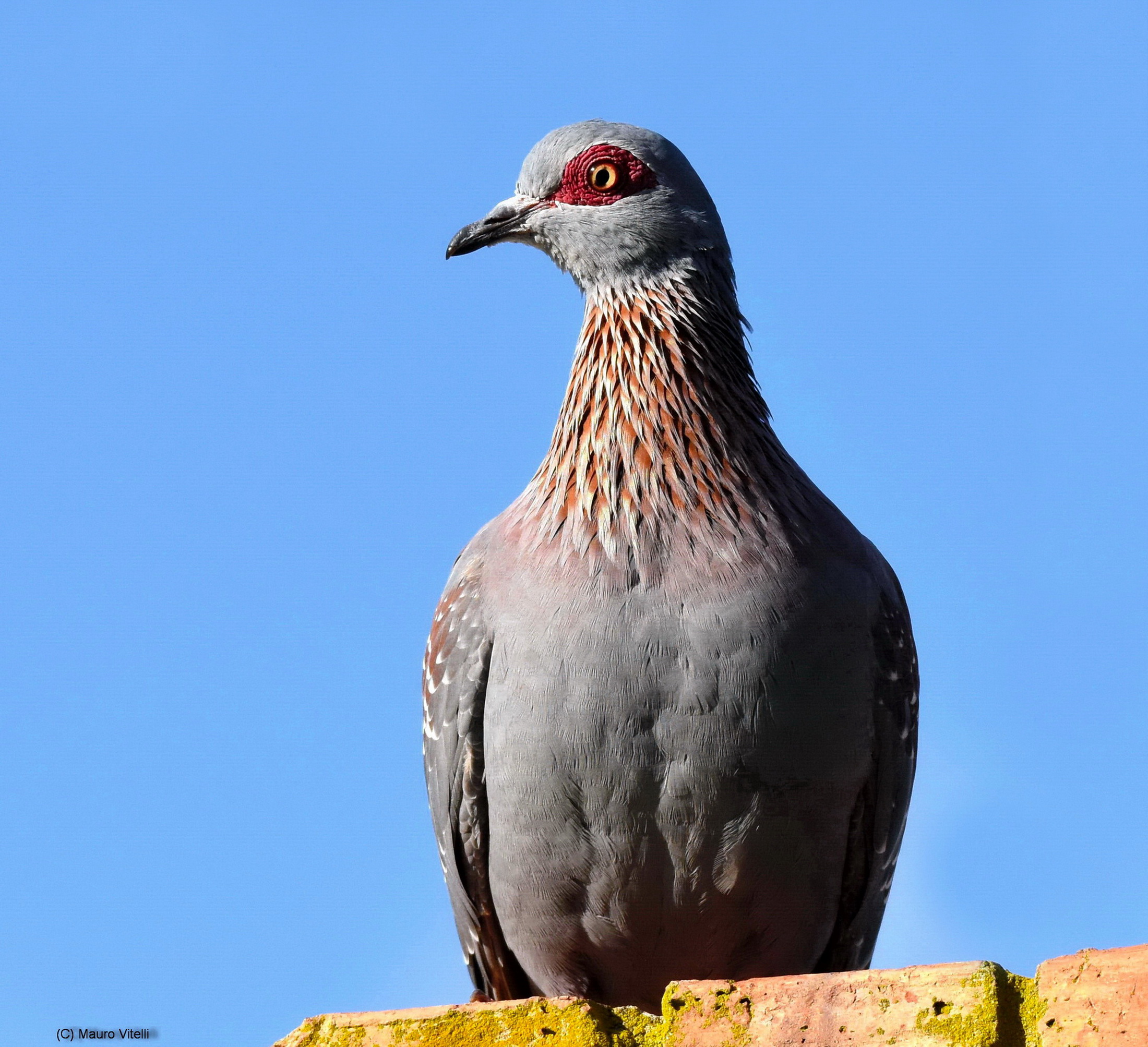 Speckcled Pigeon (Columba guinea)