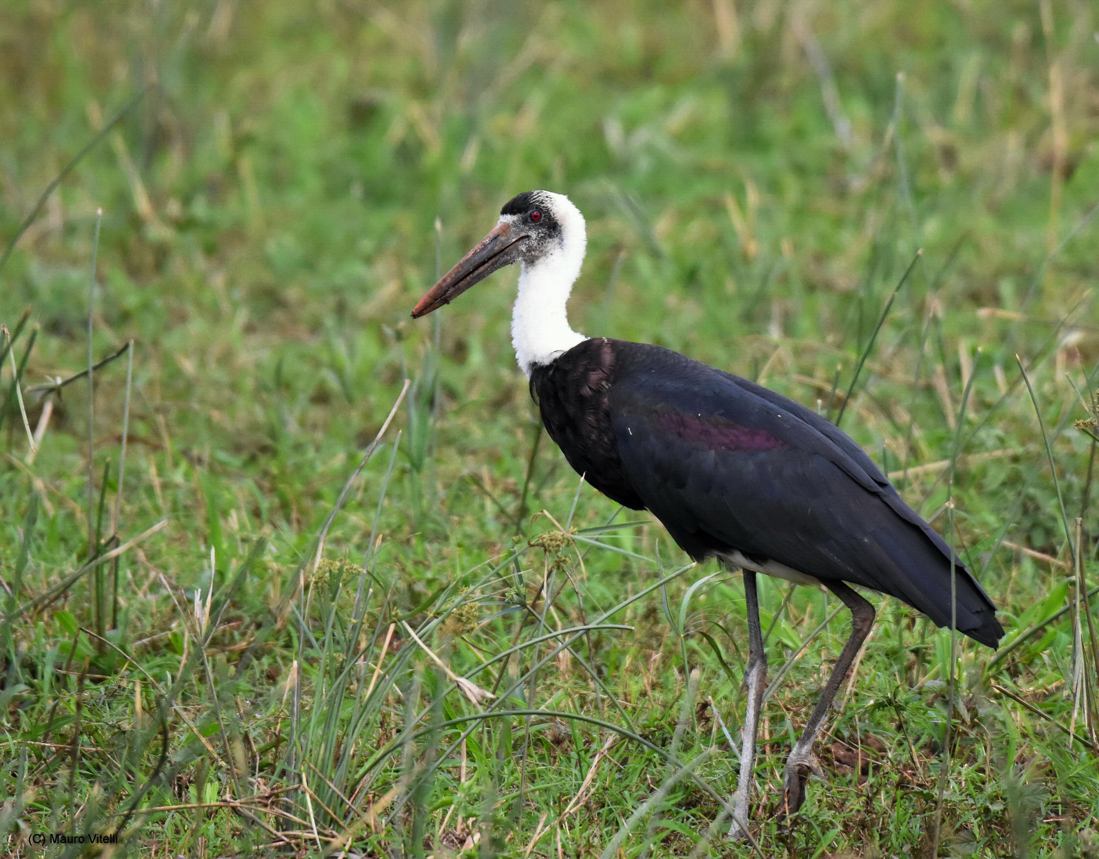 Wolli-Necked Stork (Ciconia episcopus)