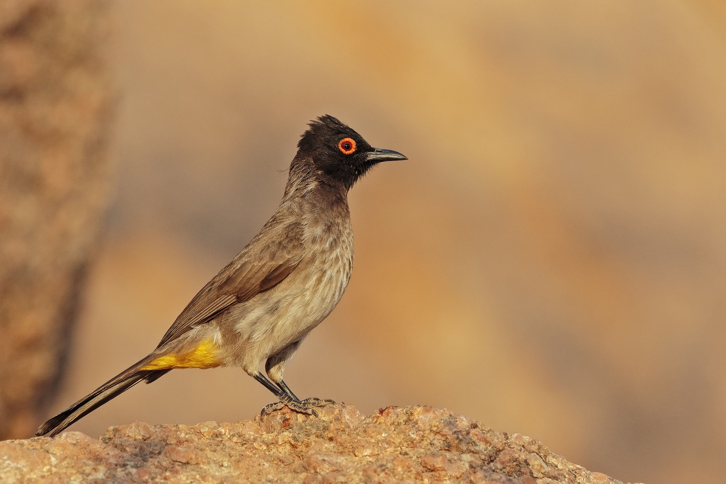 African Red-eyed bulbul superior