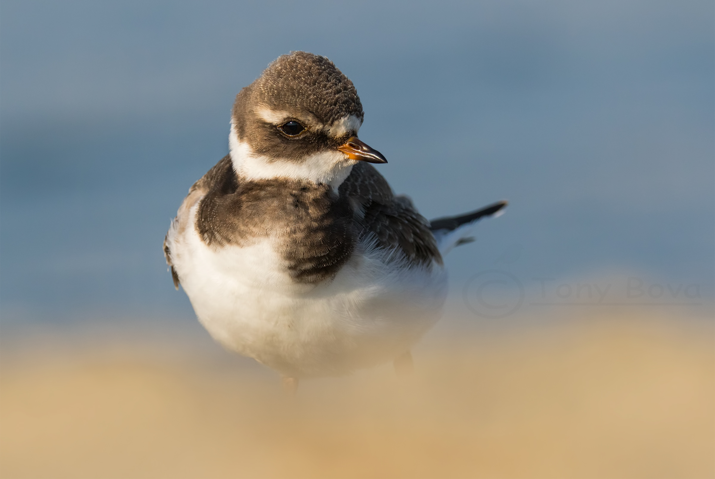 Ringed Plover ....