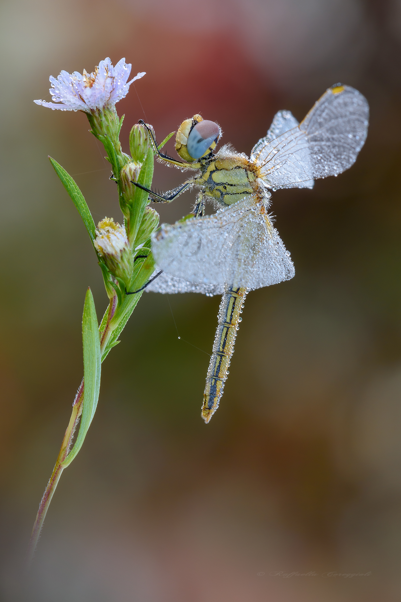 Sympetrum fonscolombii