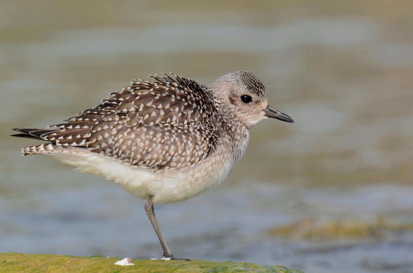 Grey Plover
