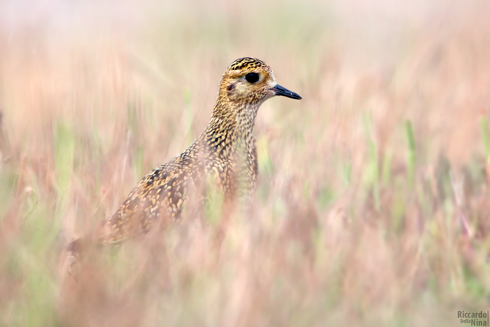 Golden Plover