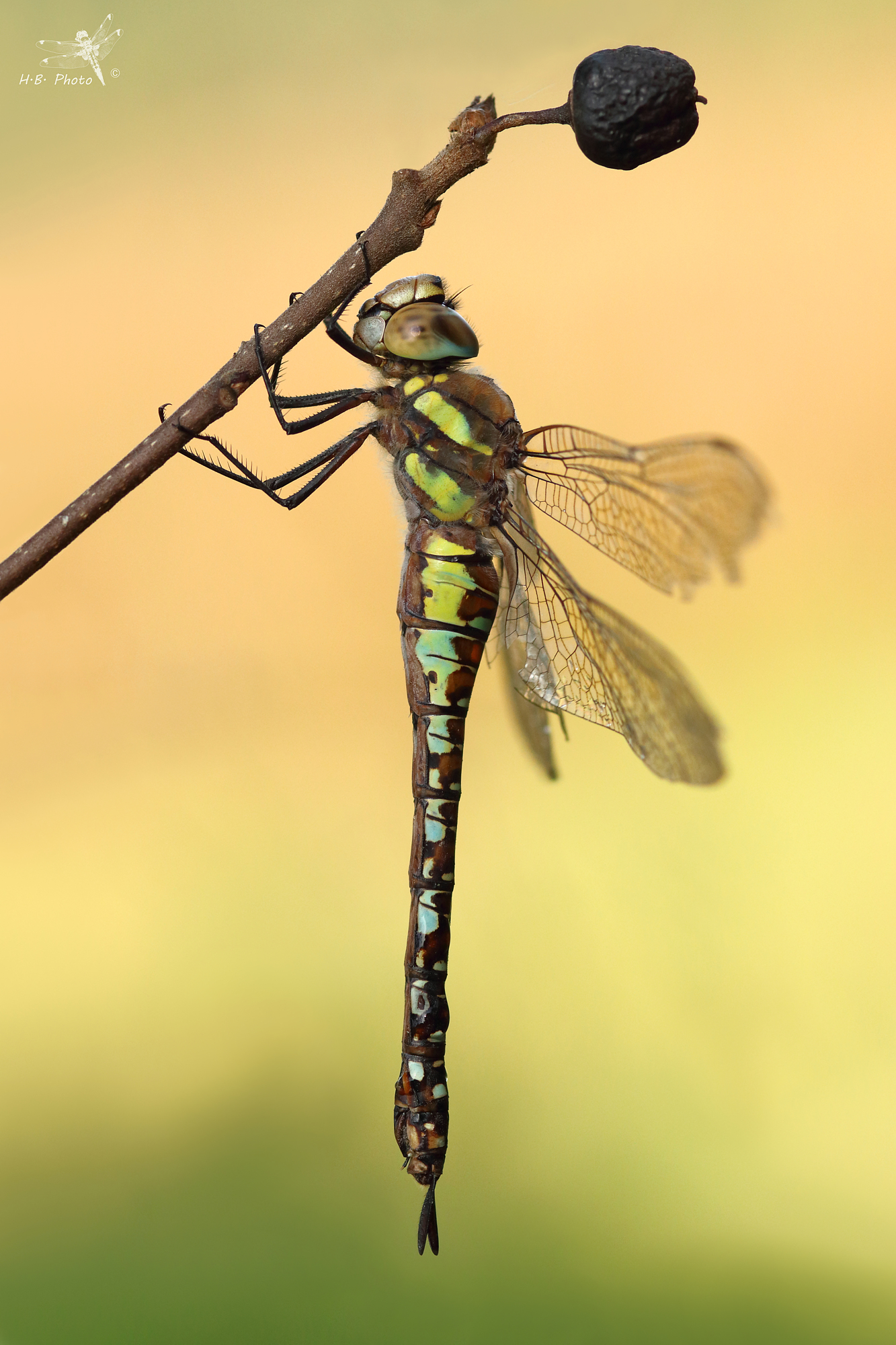 Aeshna mixta, femminile