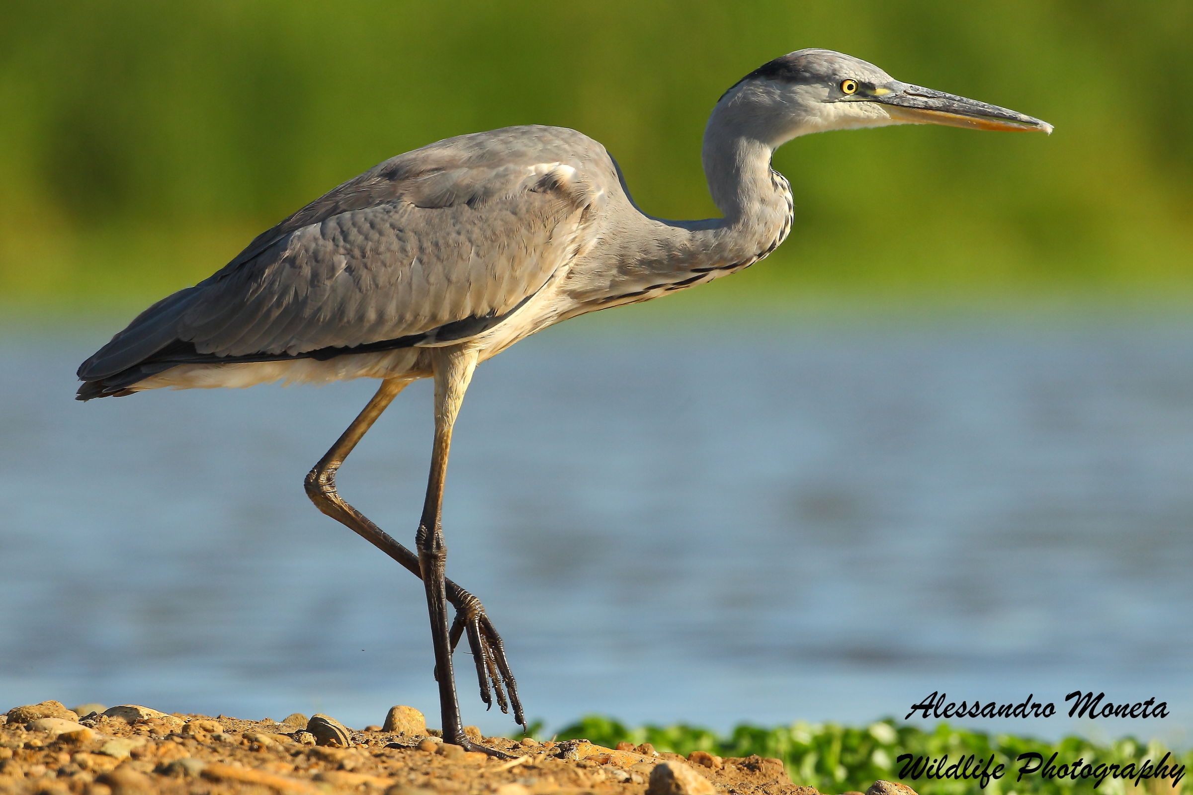 Grey Heron
