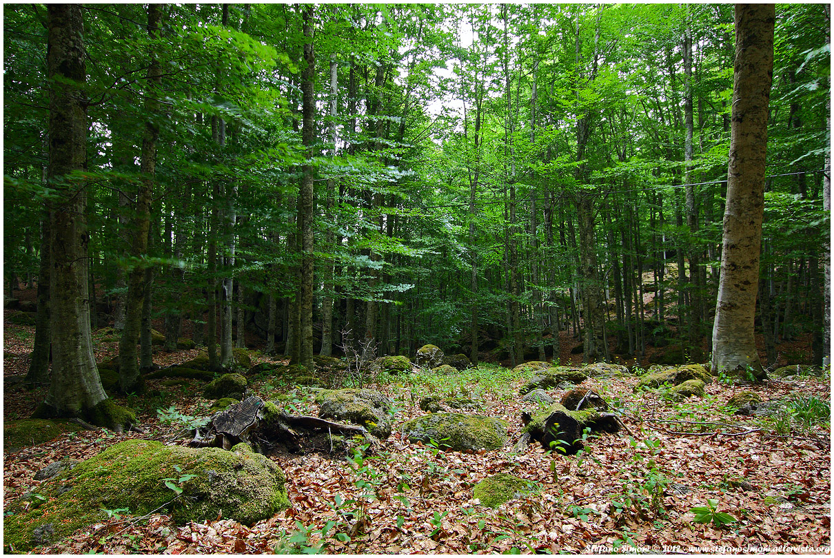 Faggeta sul monte Amiata