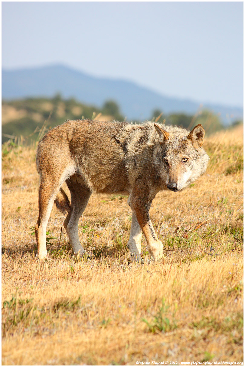 Lupo appenninico (Canis lupus italicus)