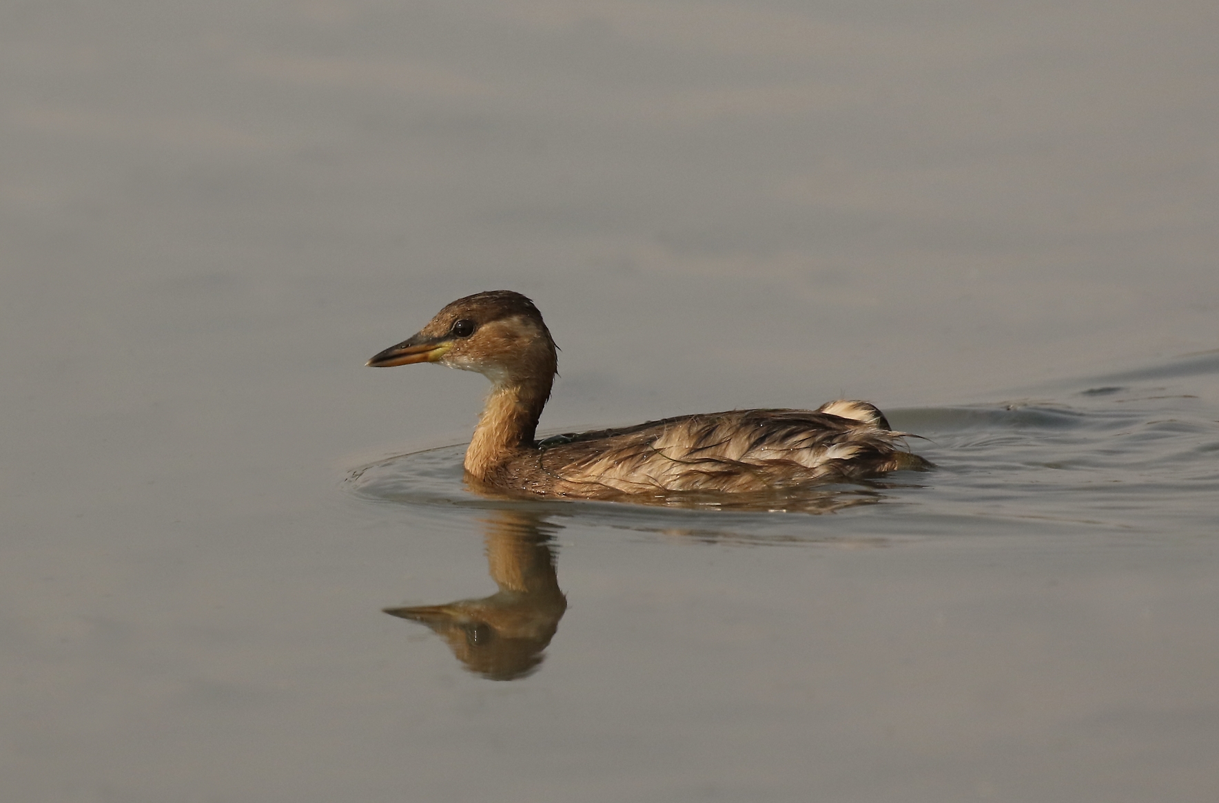 reflection of little grebe