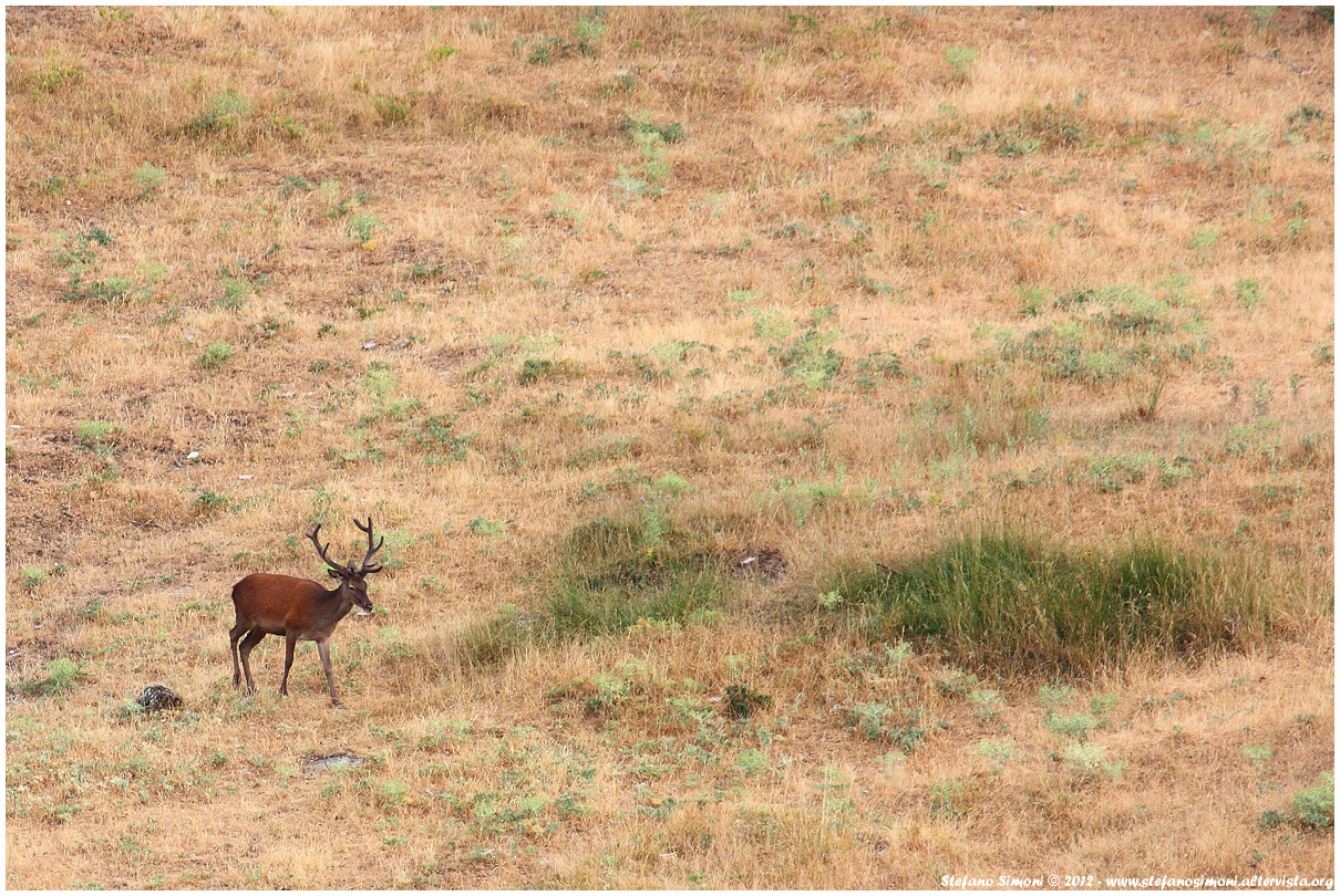 Cervo nobile (Cervus elaphus)