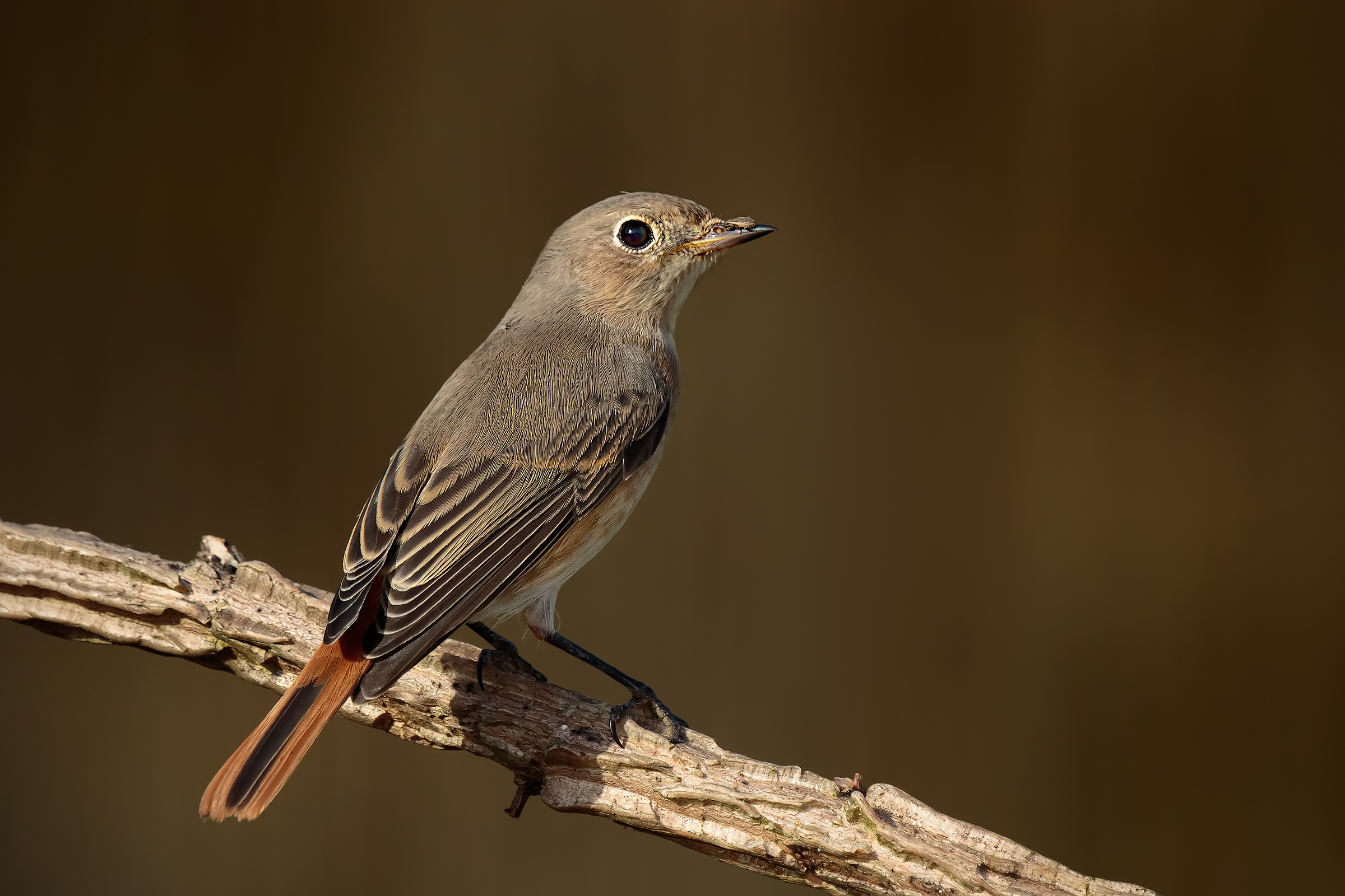 Female Redstart (Phoenicurus phoenicurus)