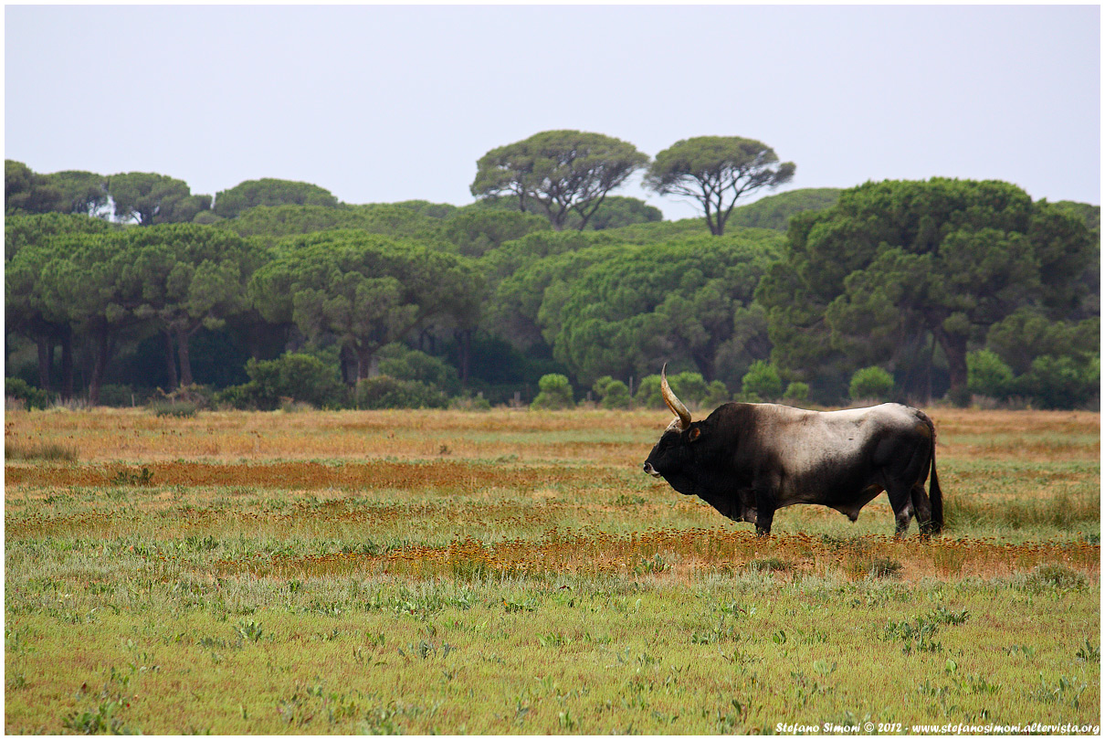 Toro maremmano