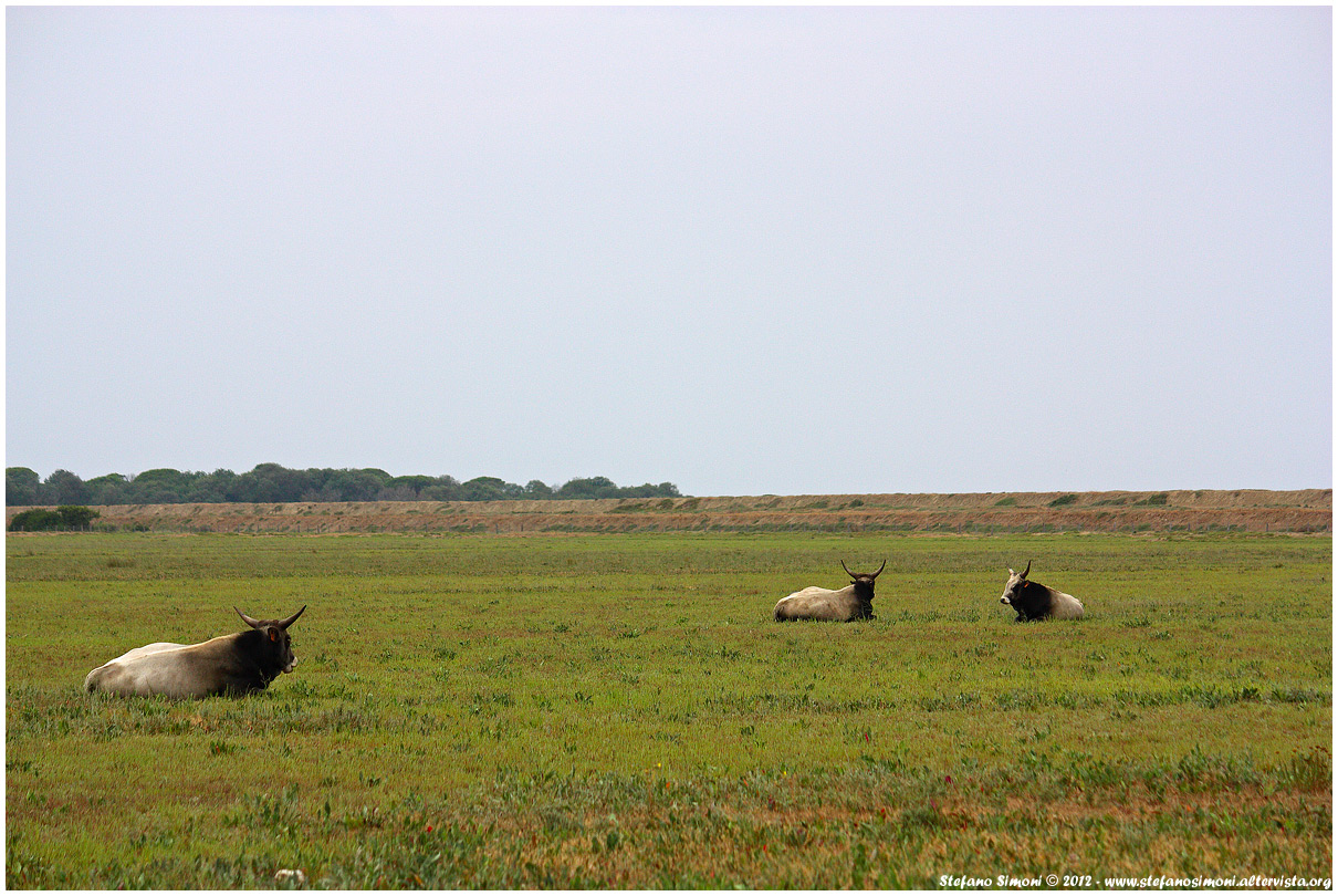 Maremma cows
