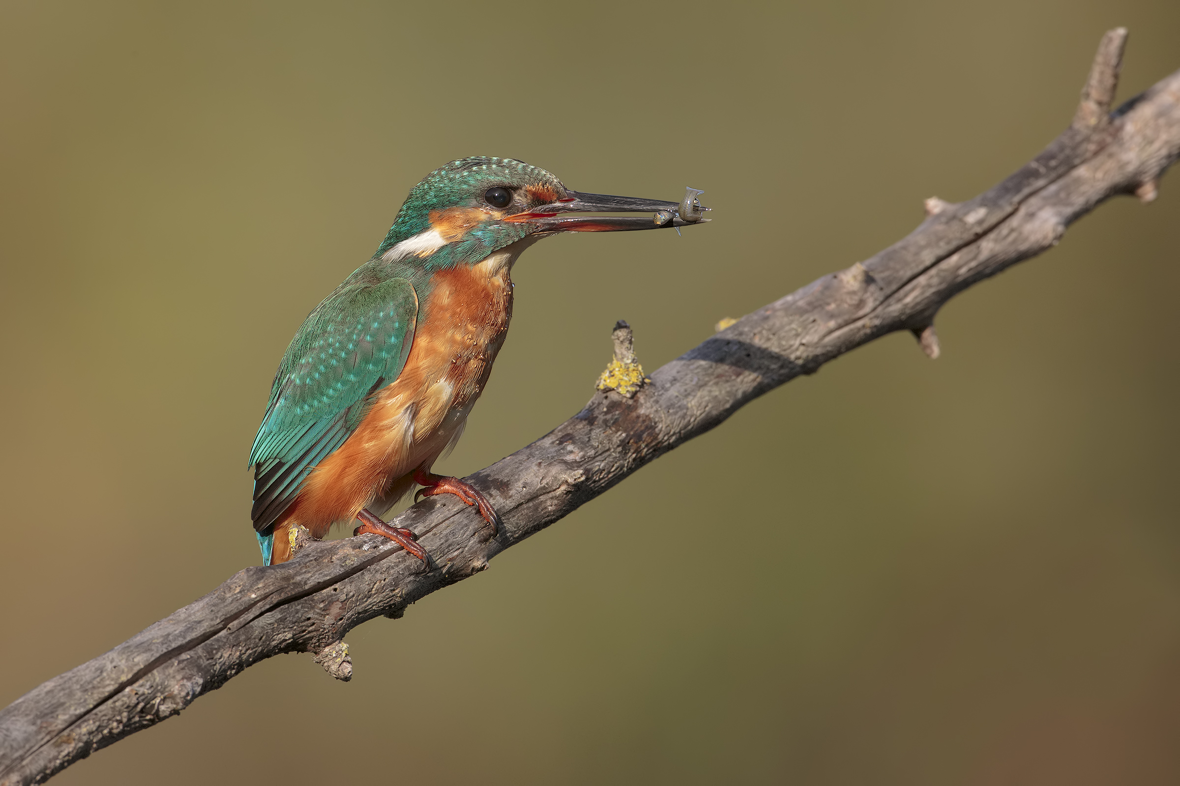 Kingfisher