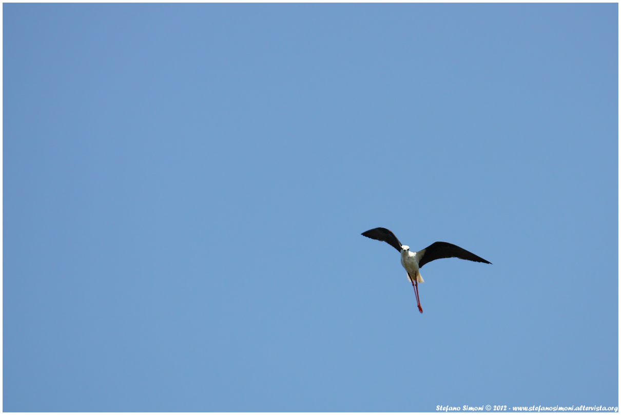 Knight of Italy (Himantopus himantopus)