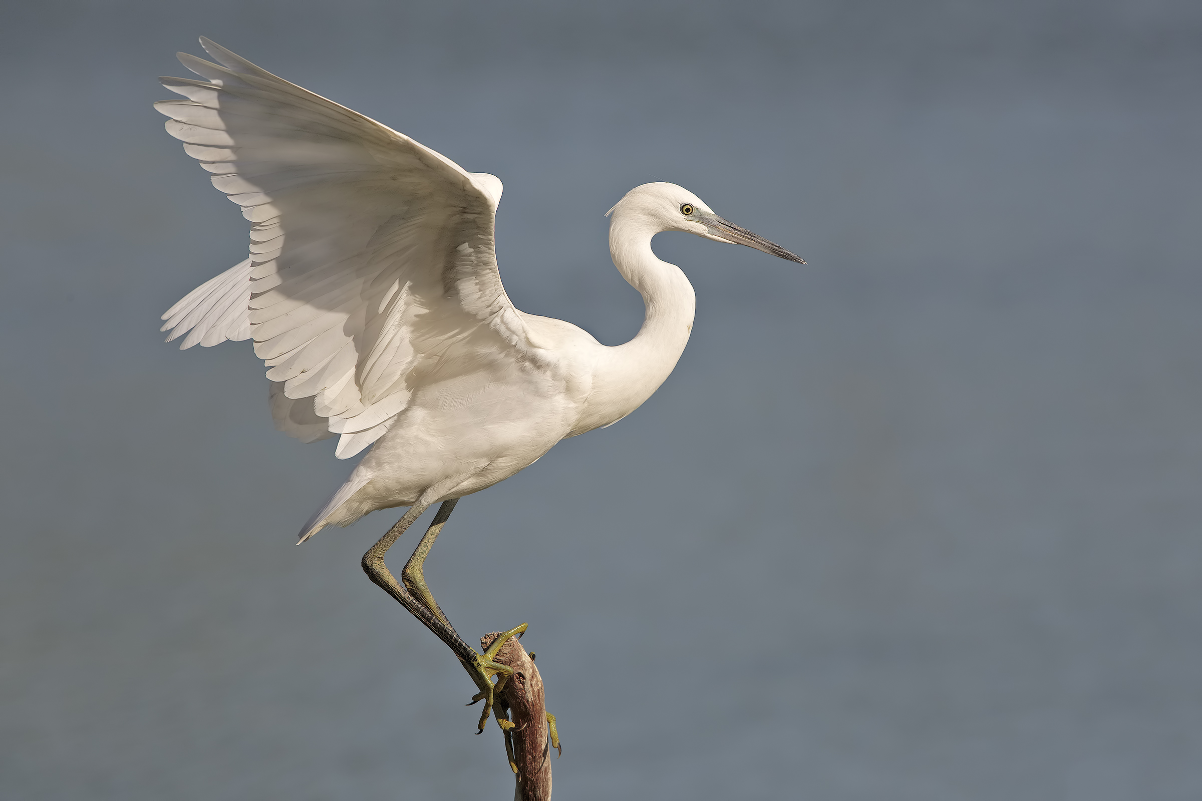 egret