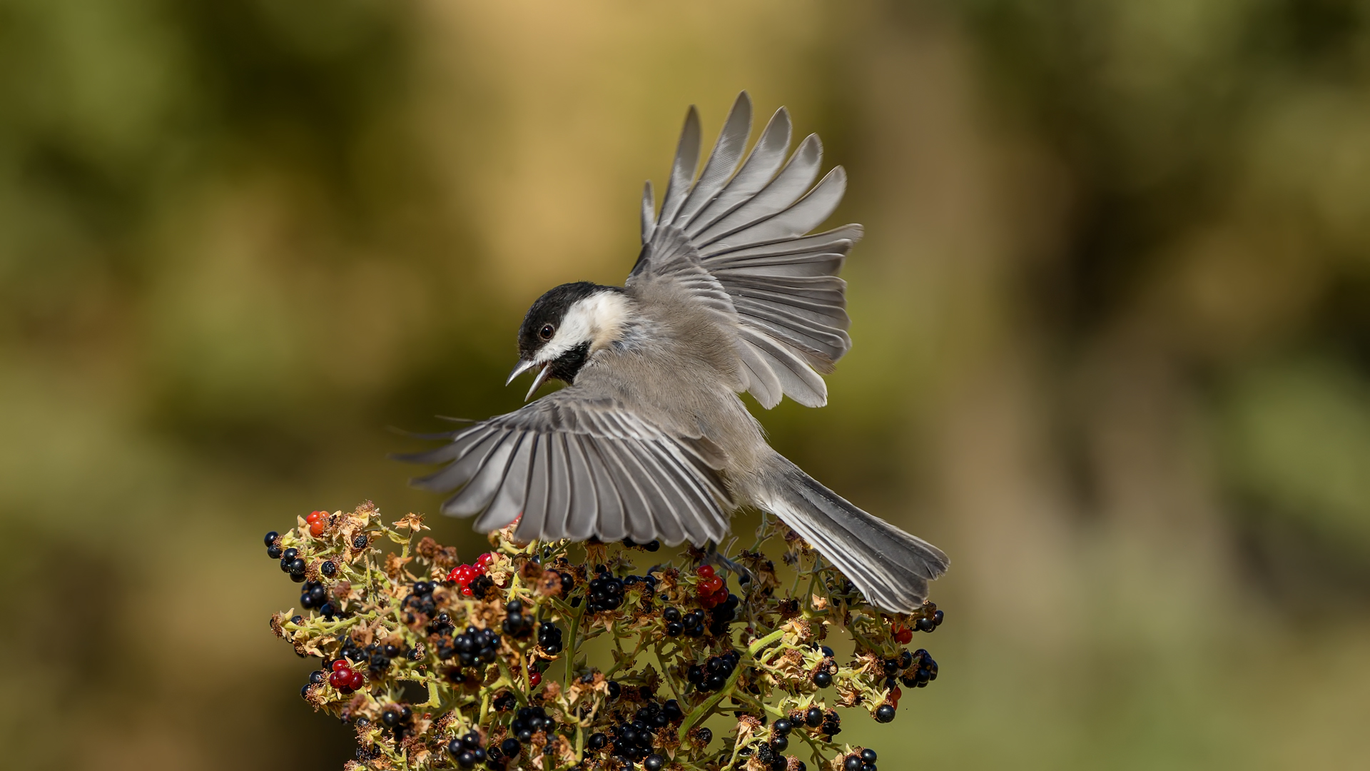 Sombre Tit / Poecile lugubris