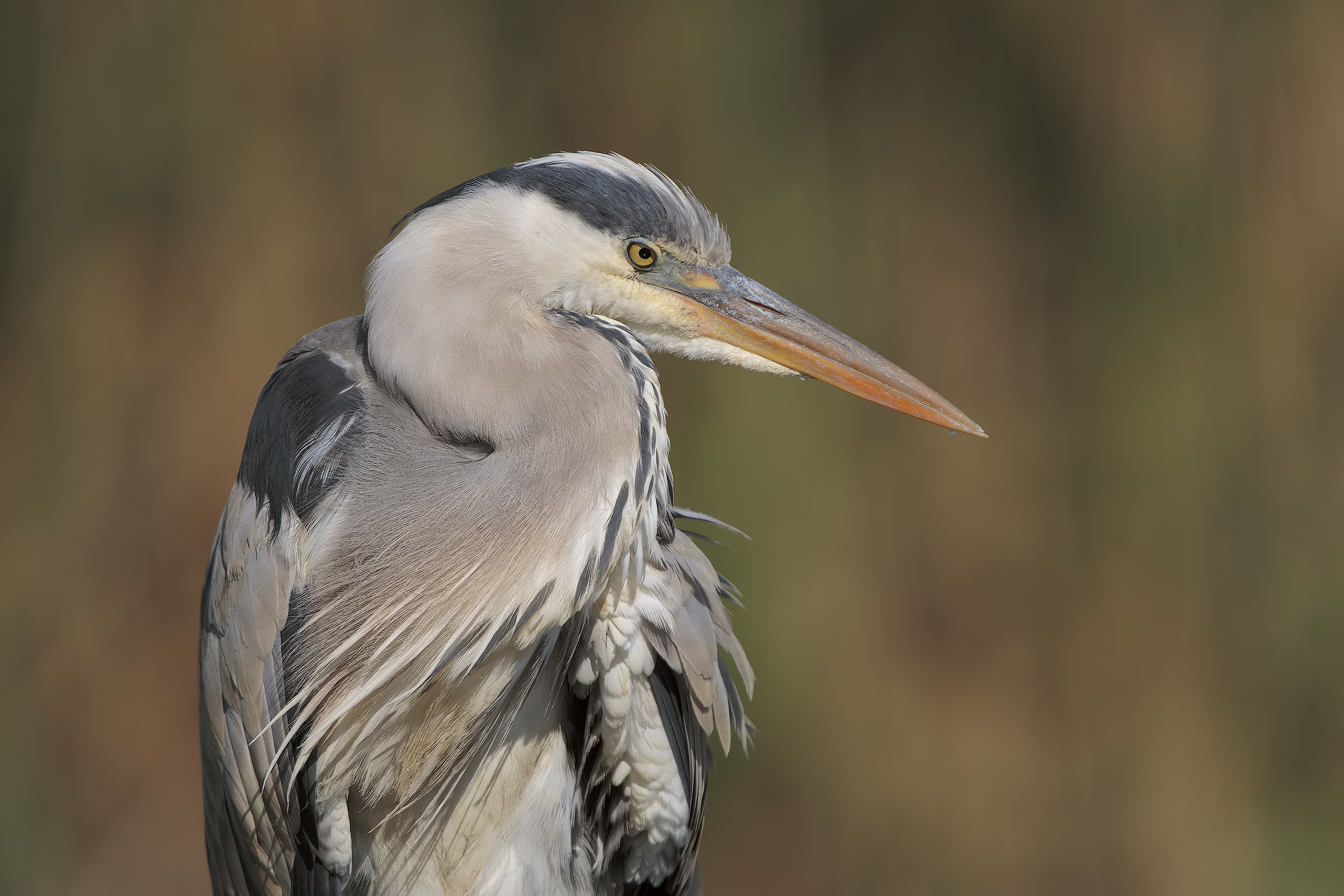 Grey Heron