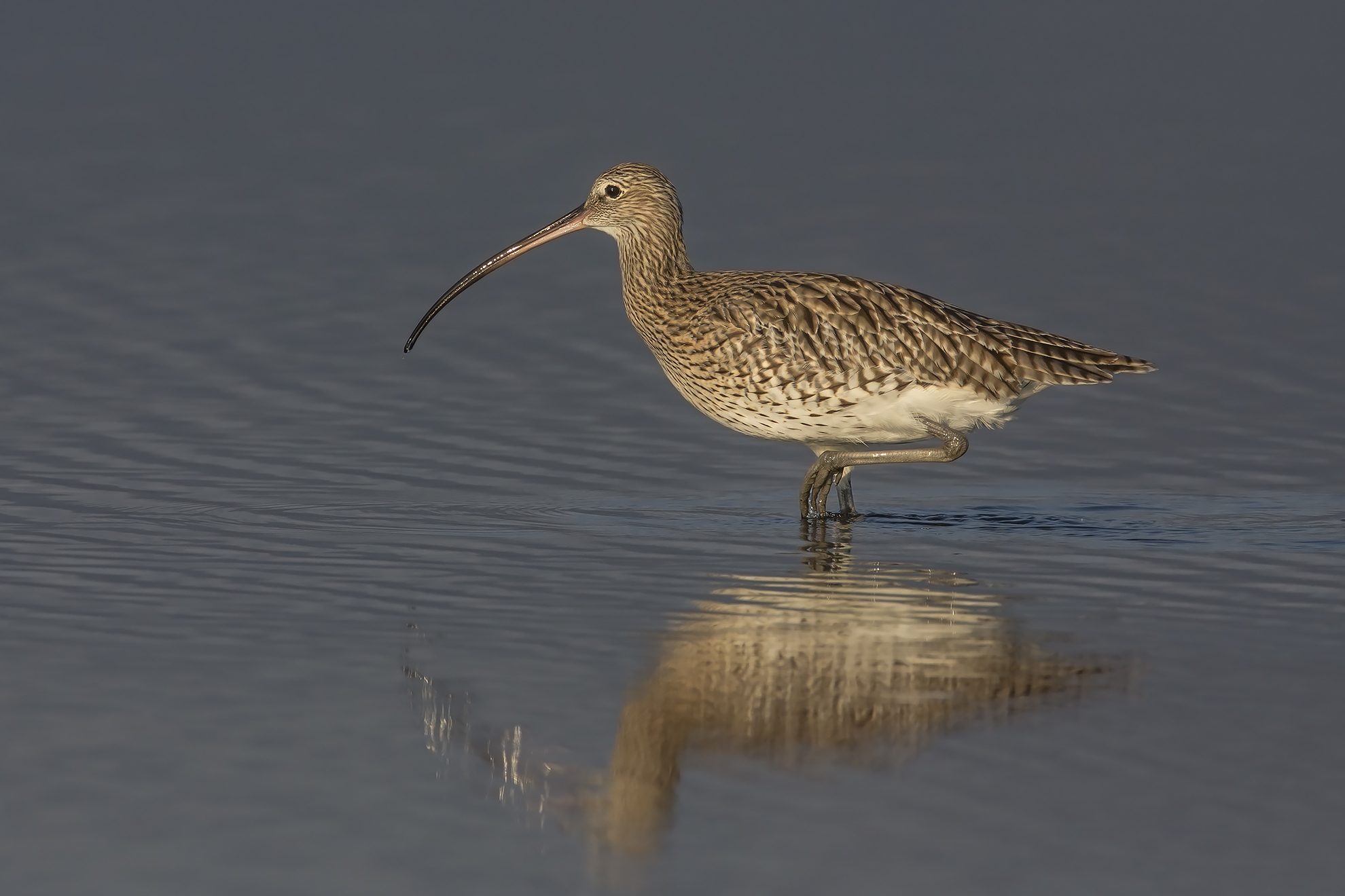 chiurlo (Numenius arcuata)