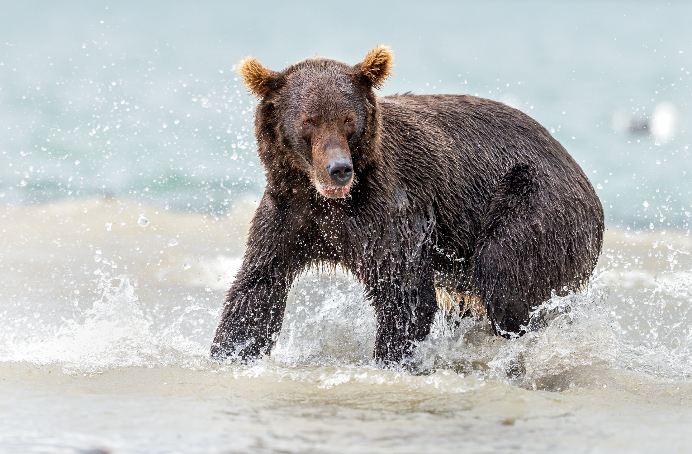 Kamchatka 2016 - Fishing