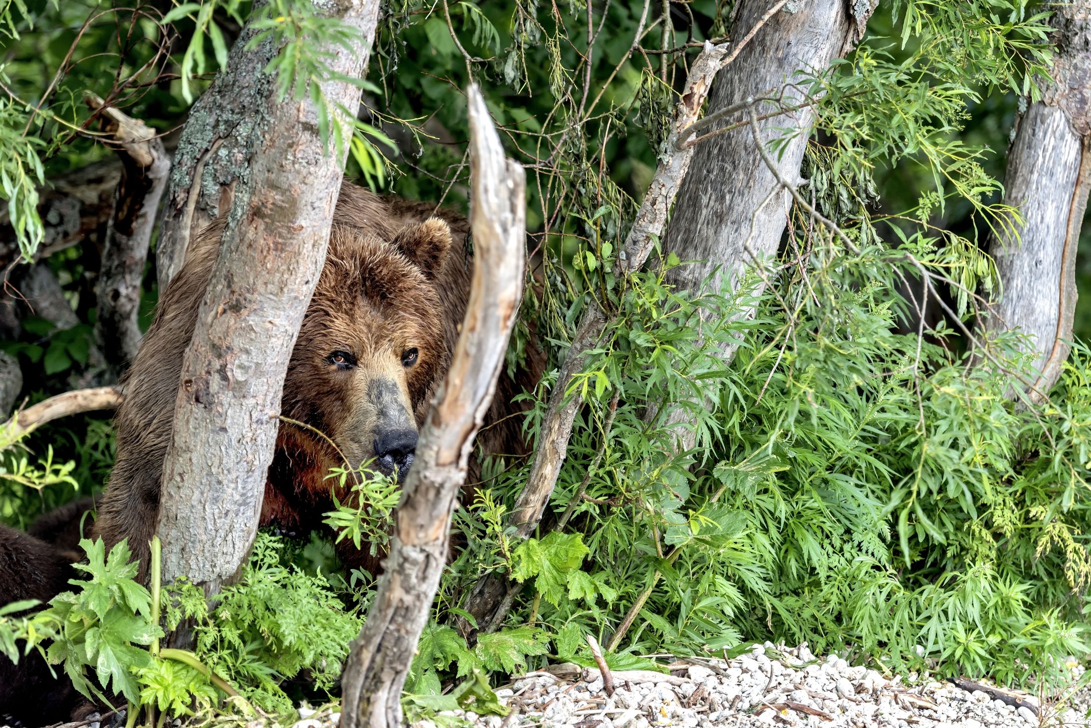 Kamchatka 2016 - Nascosto