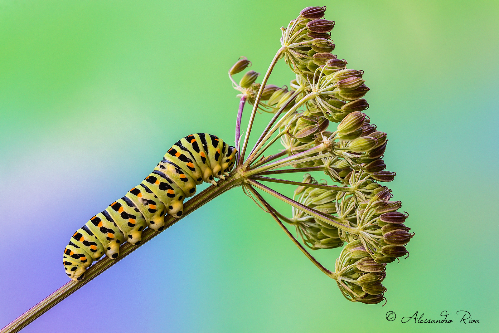 Caterpillar of swallowtail