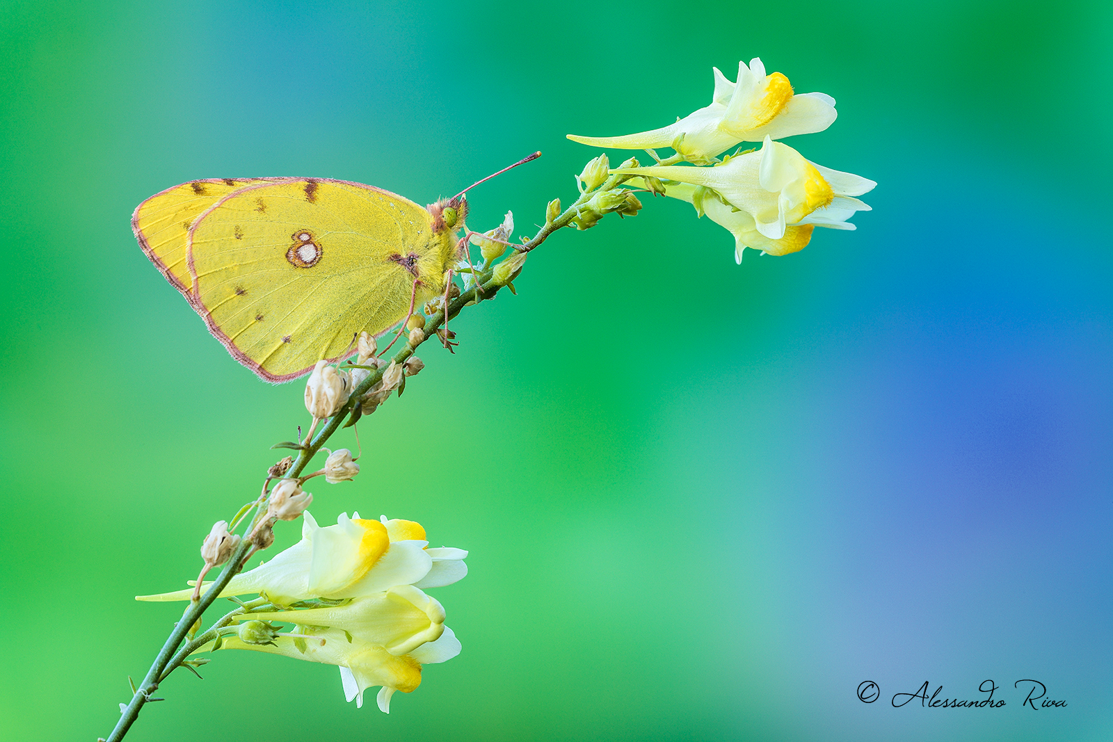 Colias