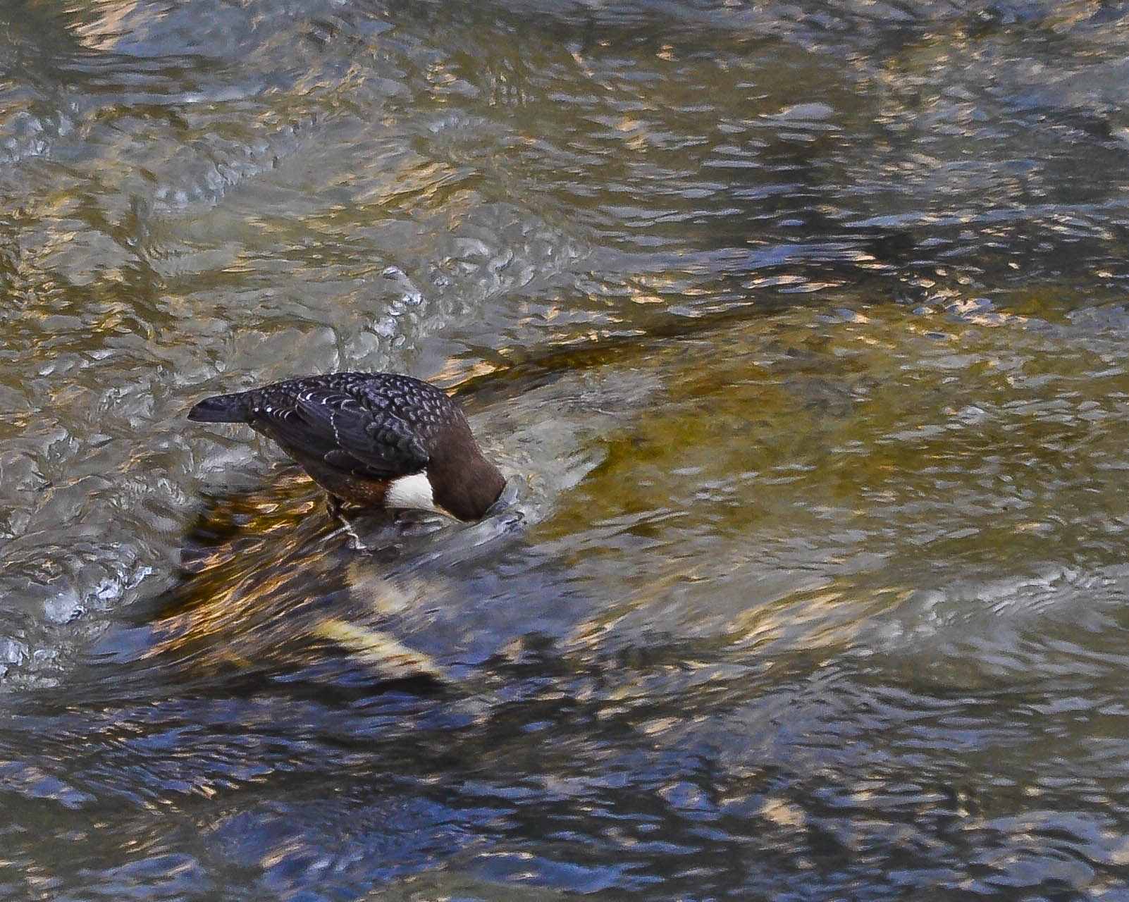 dipper fishing