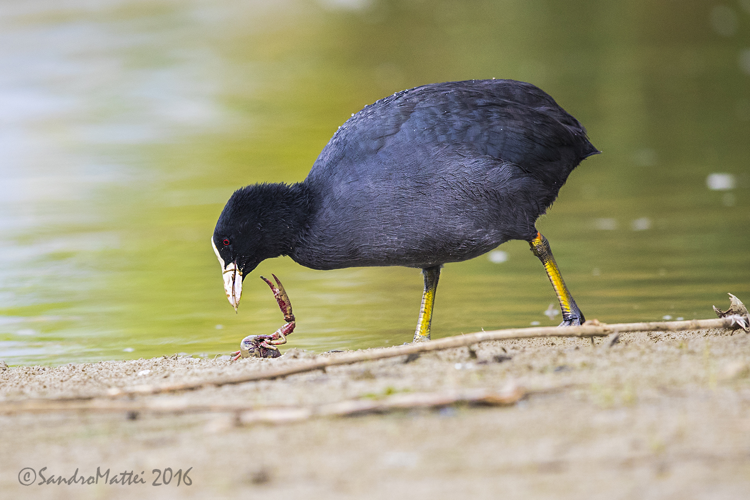 L'ultimo tentativo di sopravvivenza