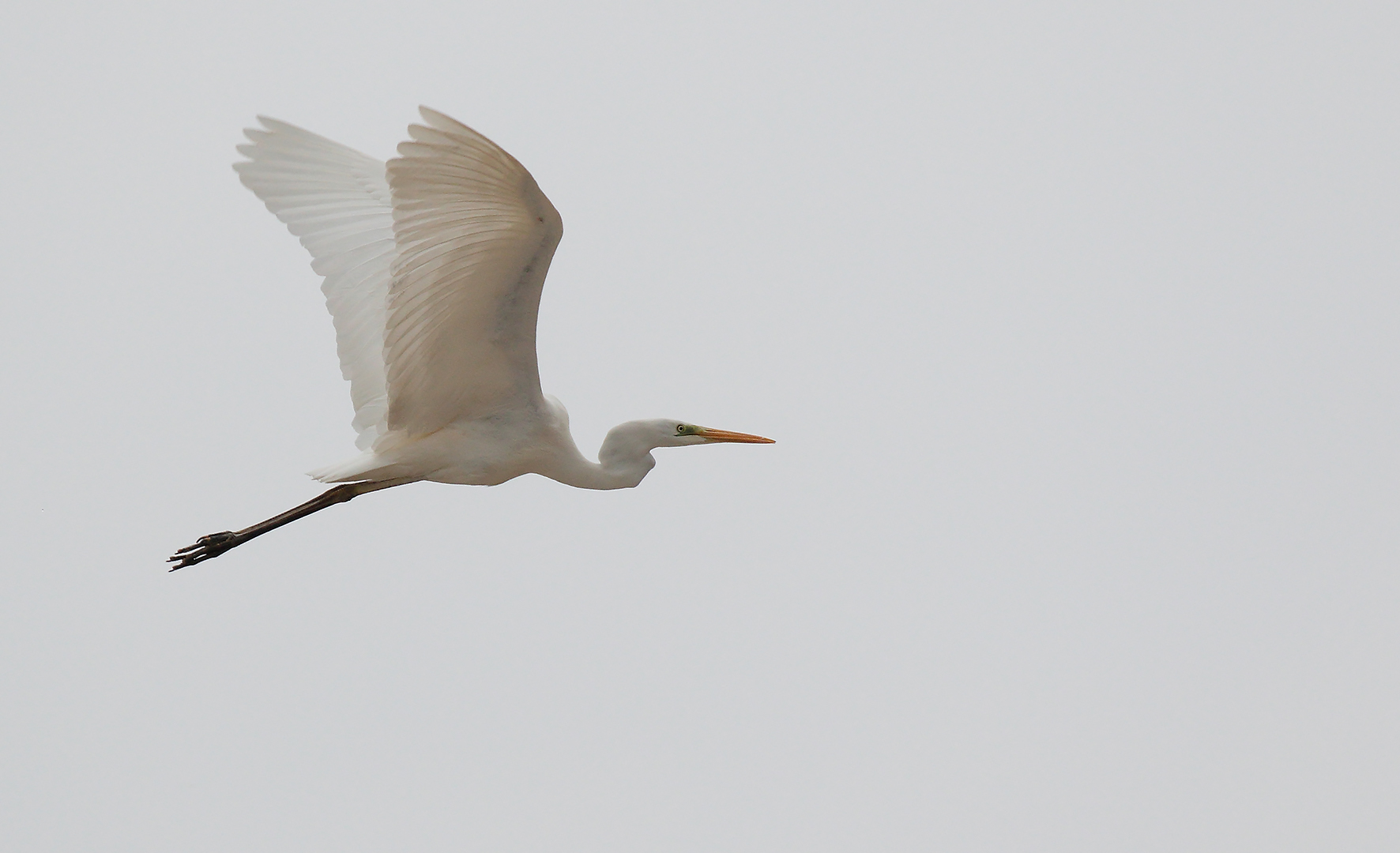 Airone bianco maggiore
