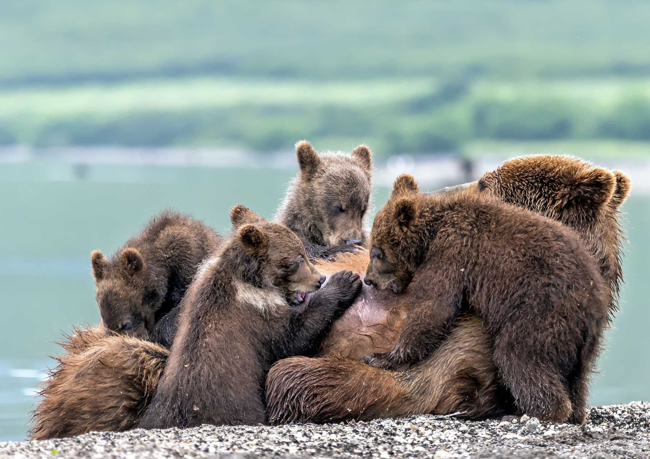 Kamchatka 2016 - Allattare