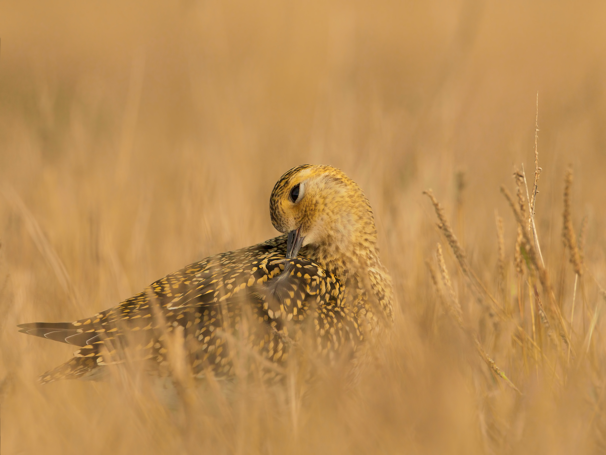 golden plover