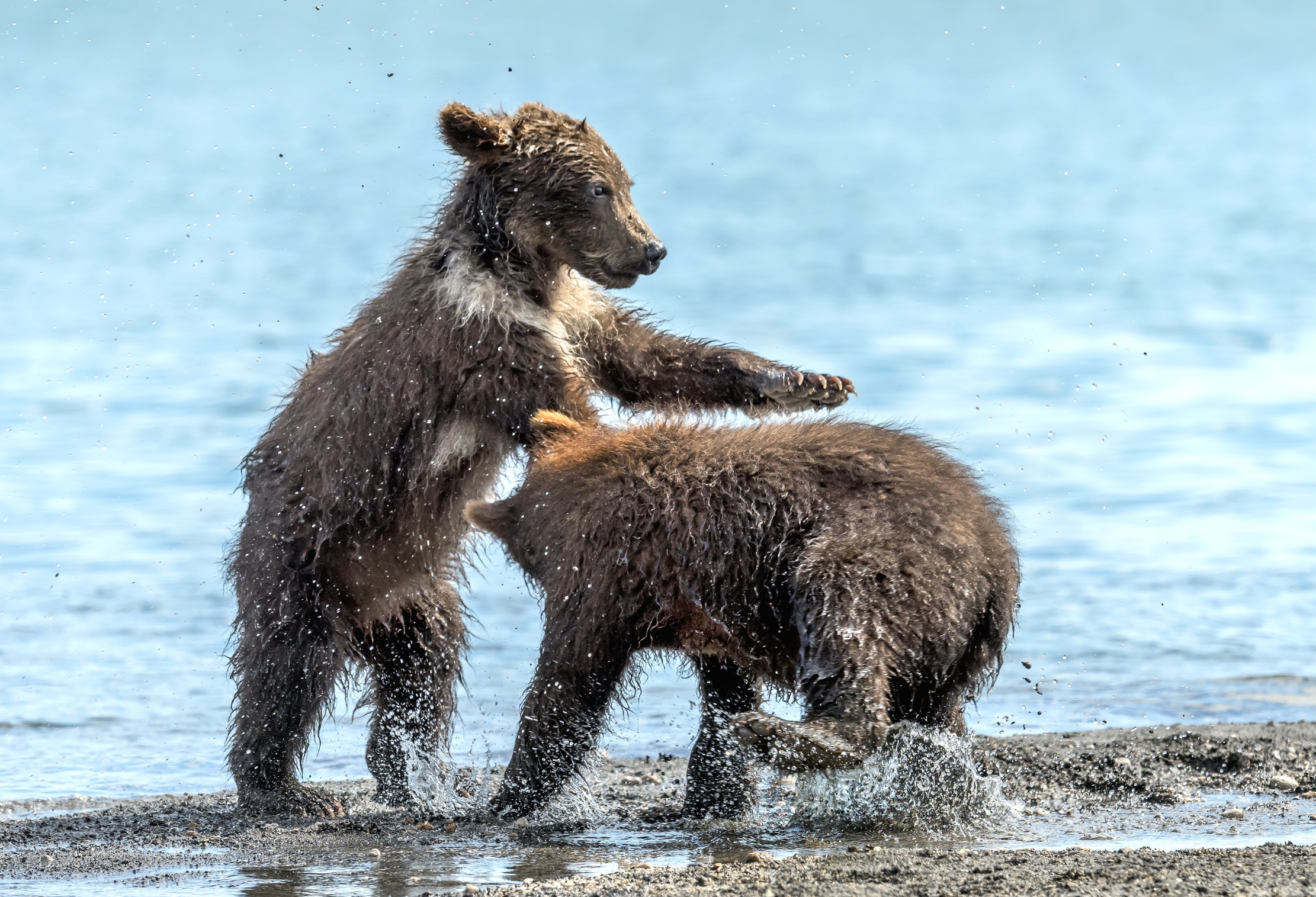 Kamchatka 2016 - Giochi