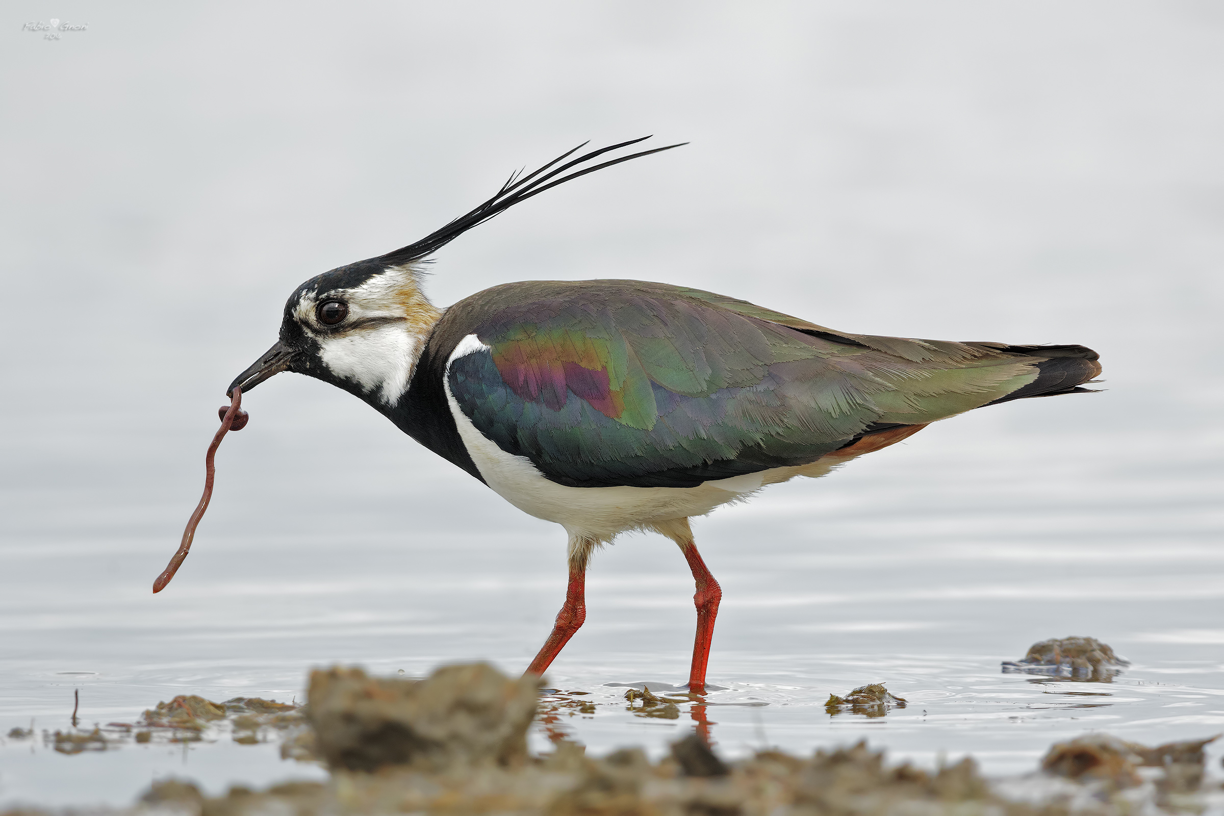 Pavoncella in alimentazione