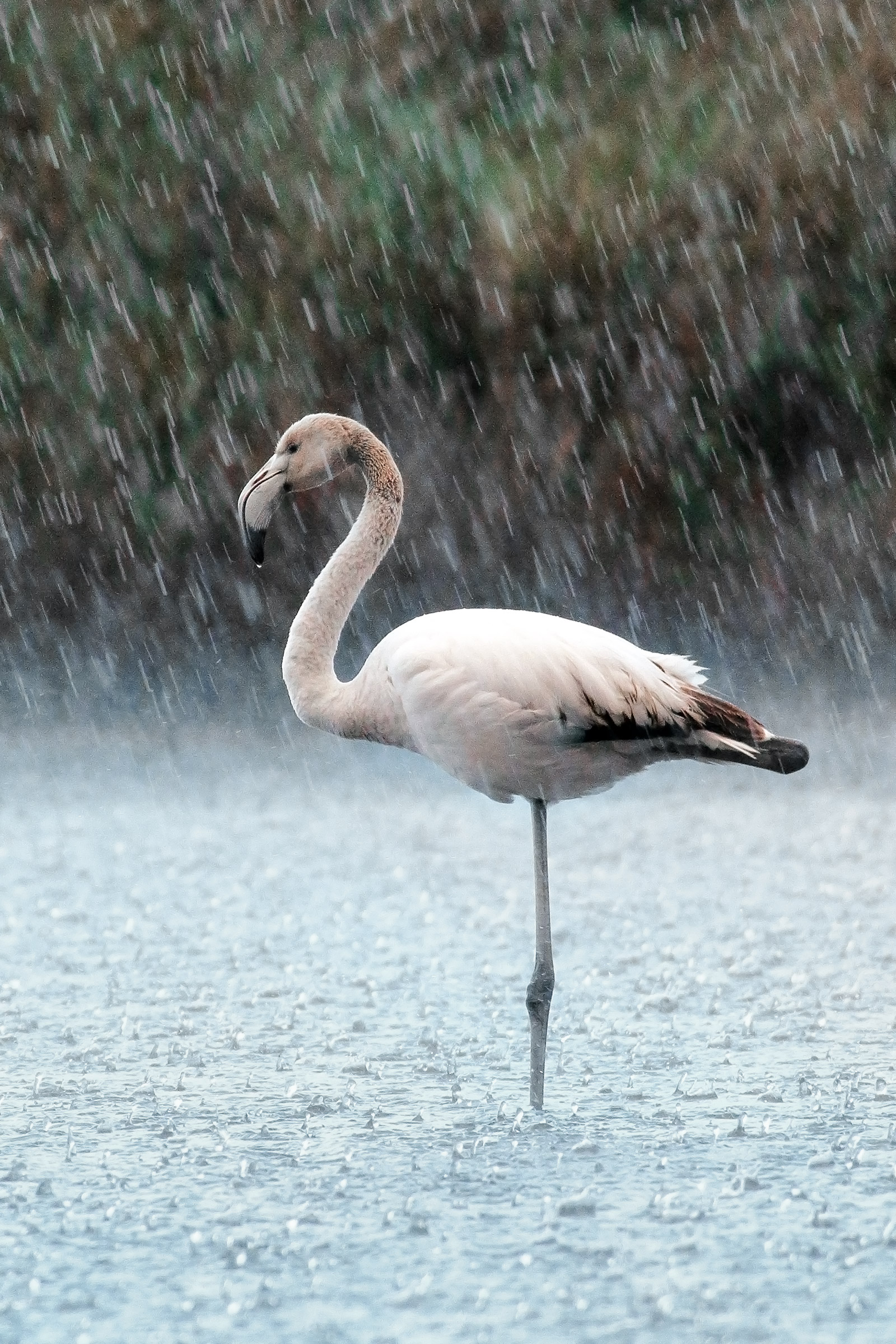 Flamingo In The Rain Swing