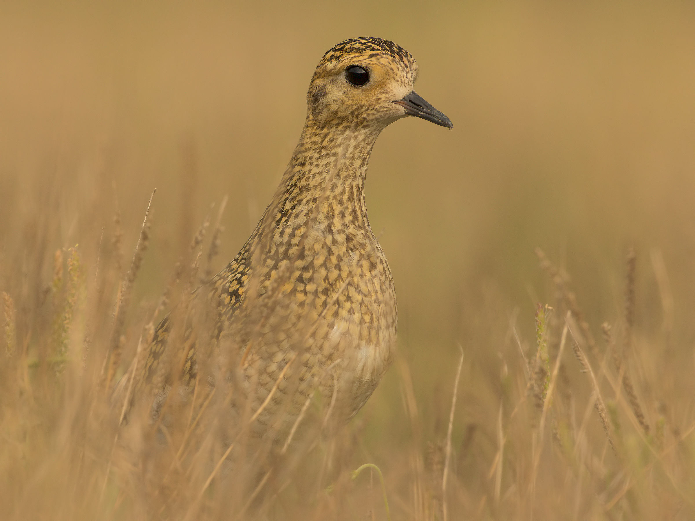 golden plover 2