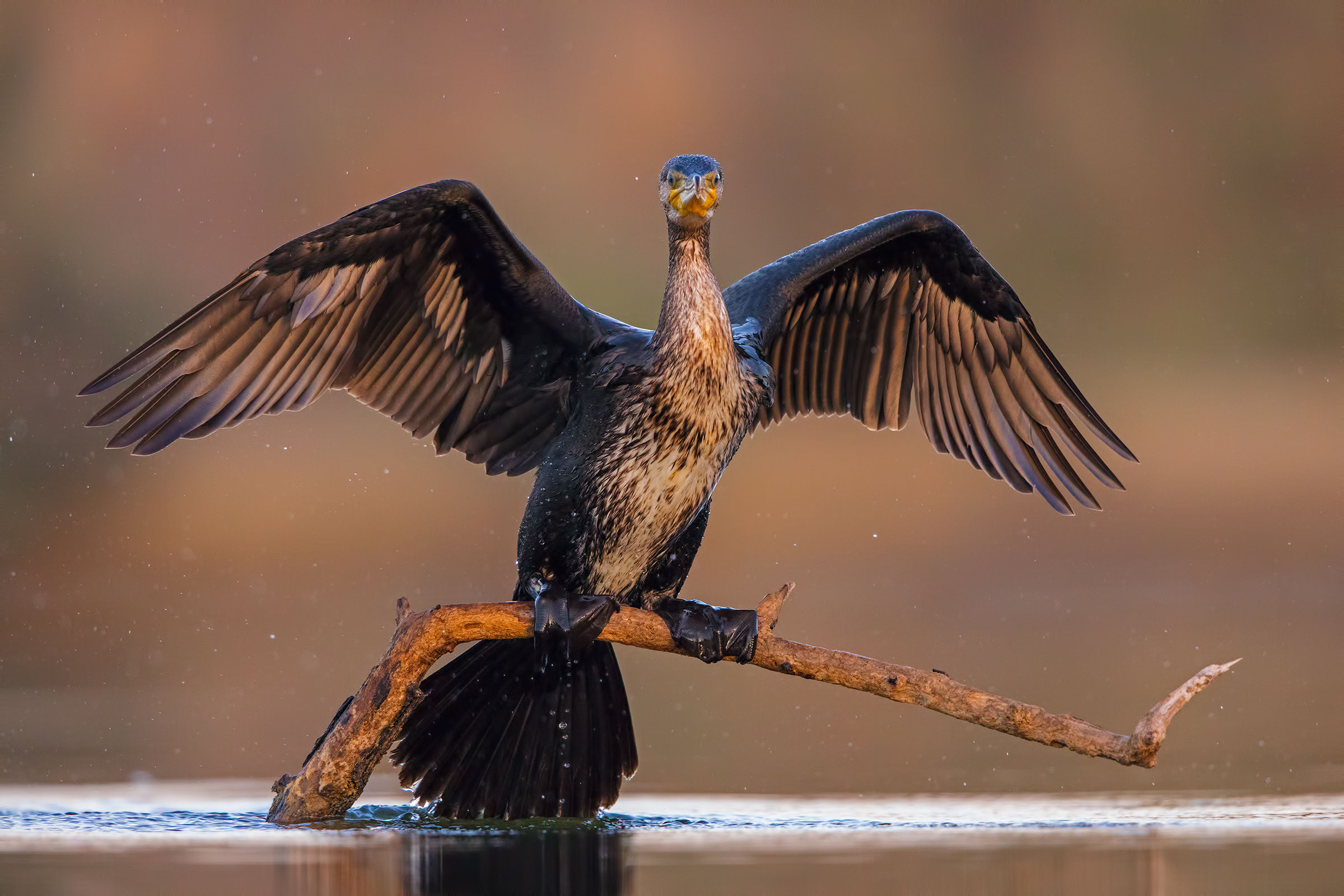 Cormorant