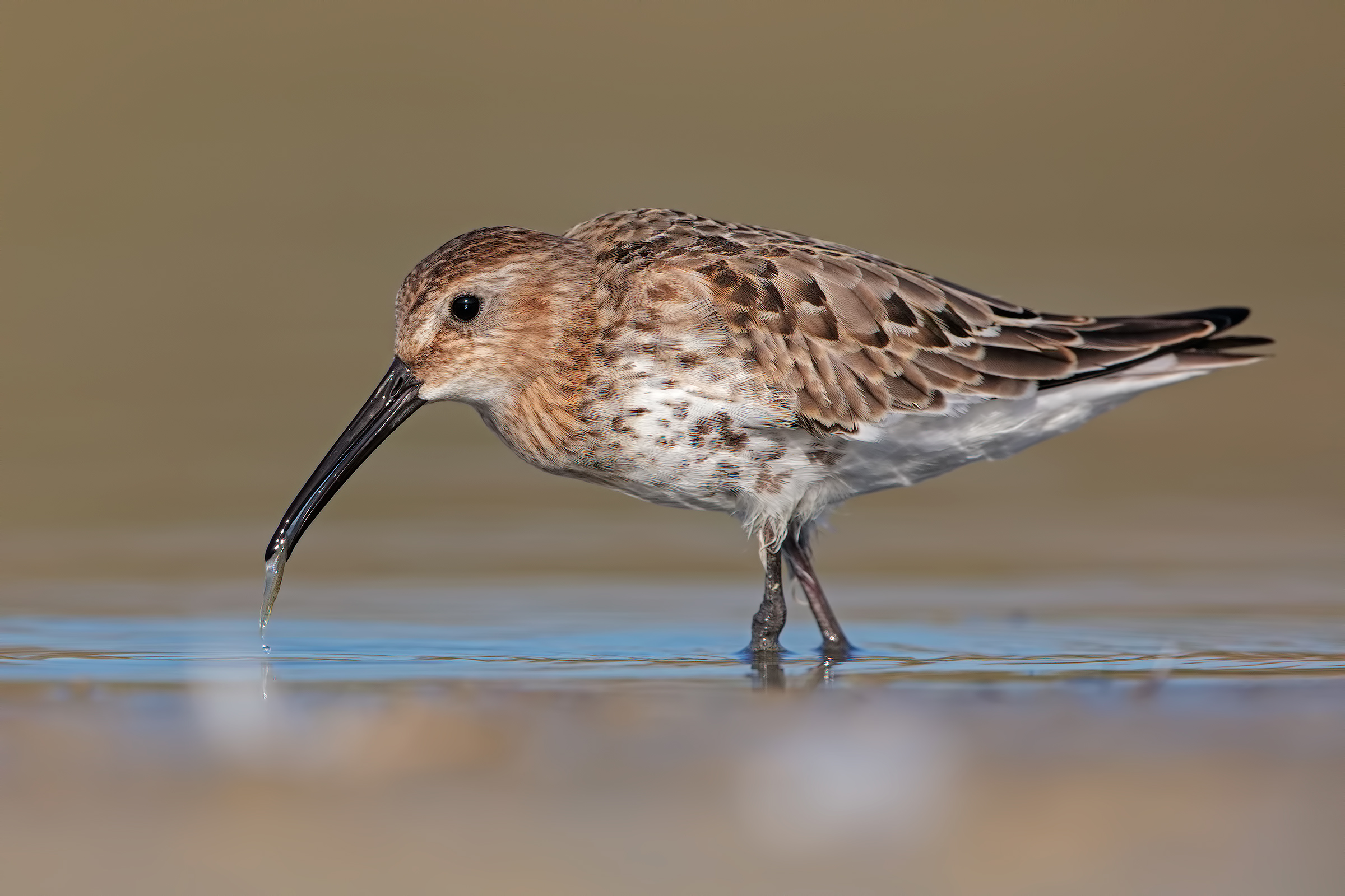 dunlin