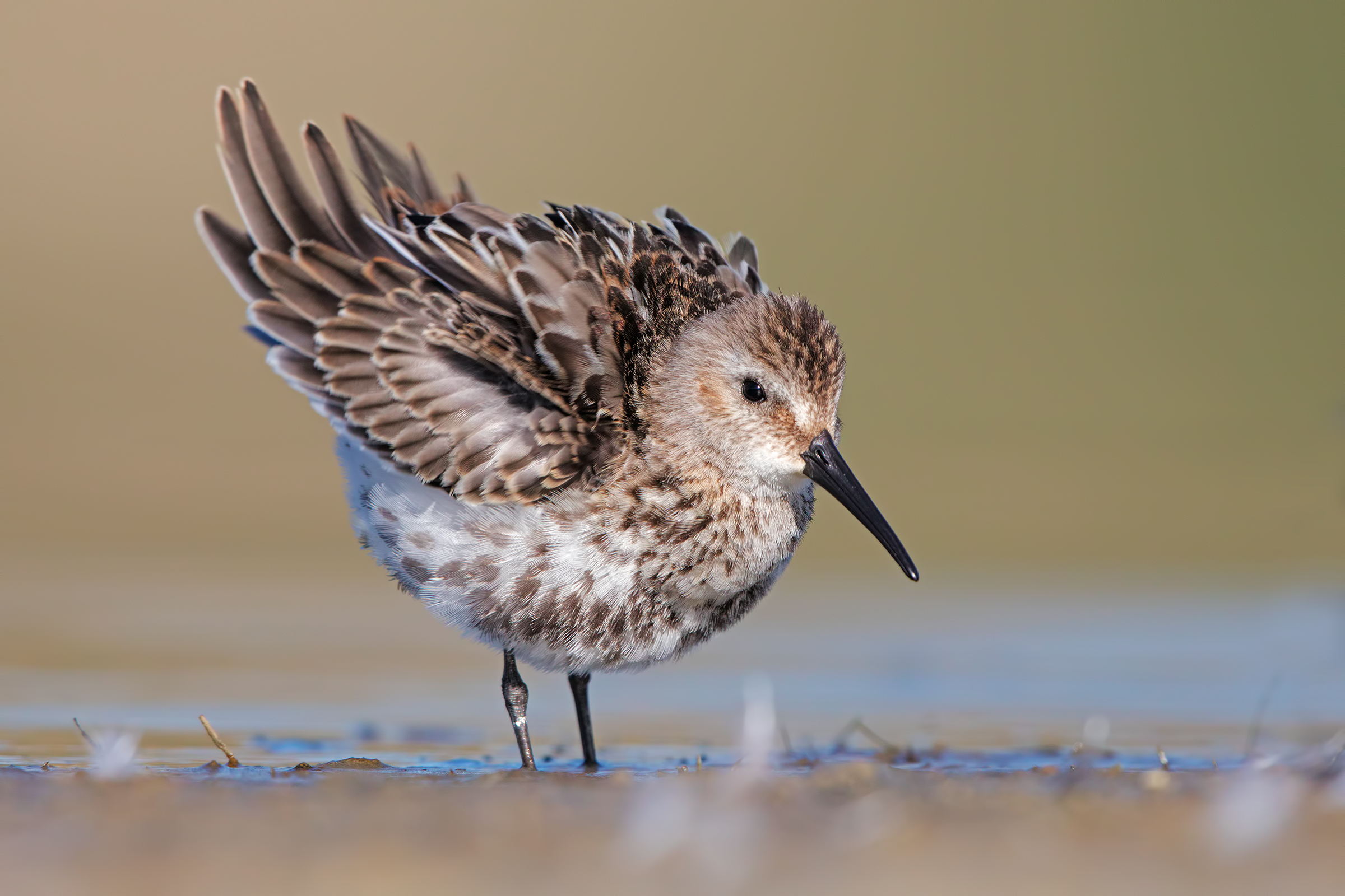 dunlin