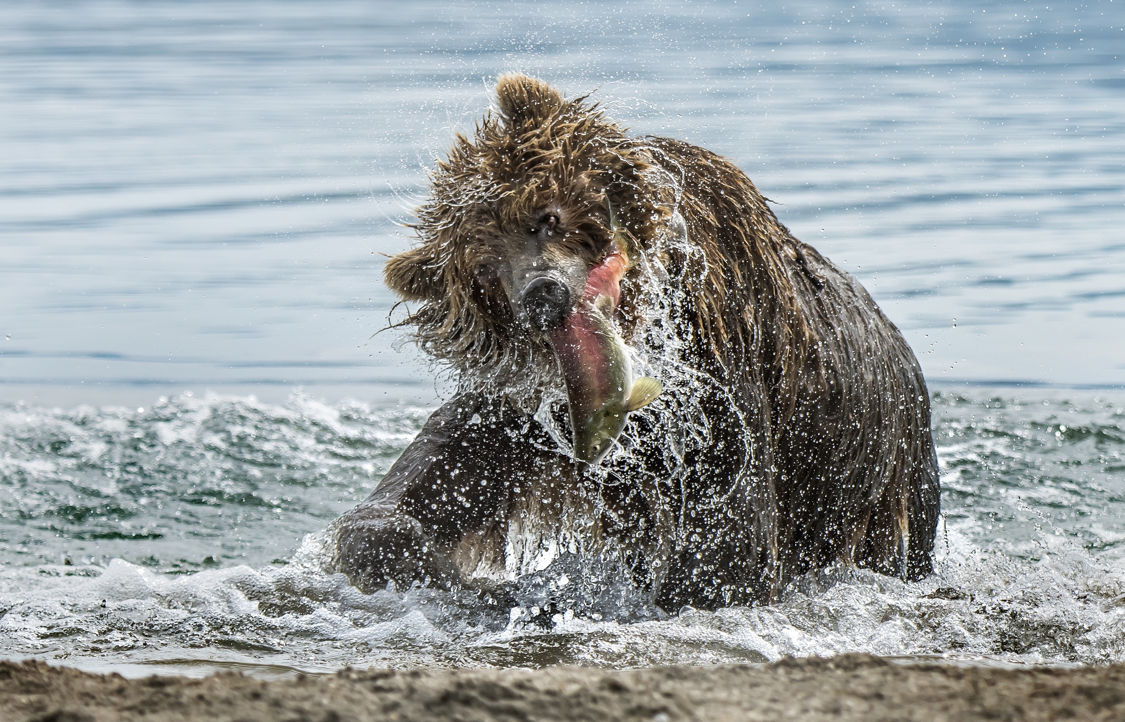 Kamchatka 2016 - Pescato