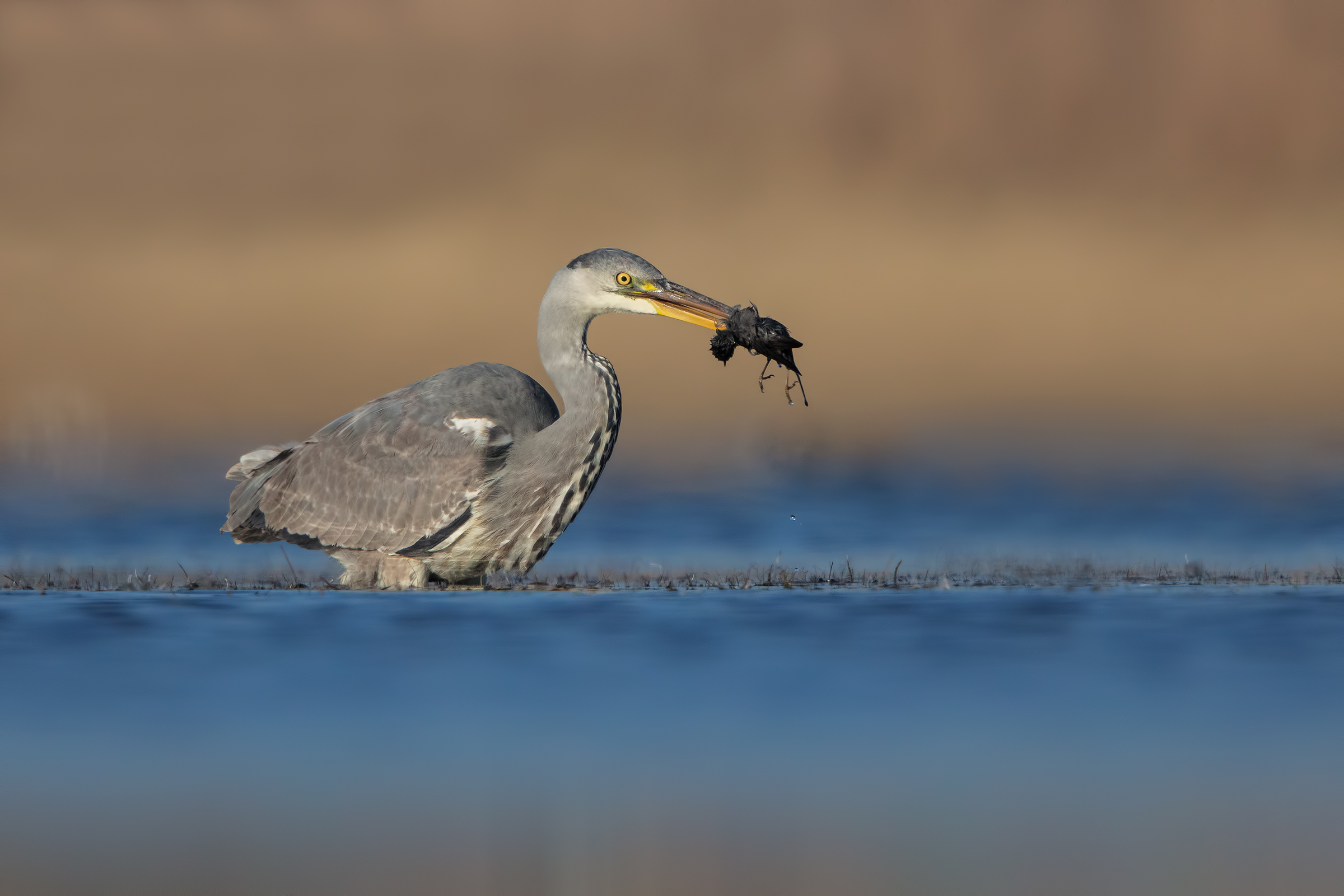 Fine di un occhiocotto
