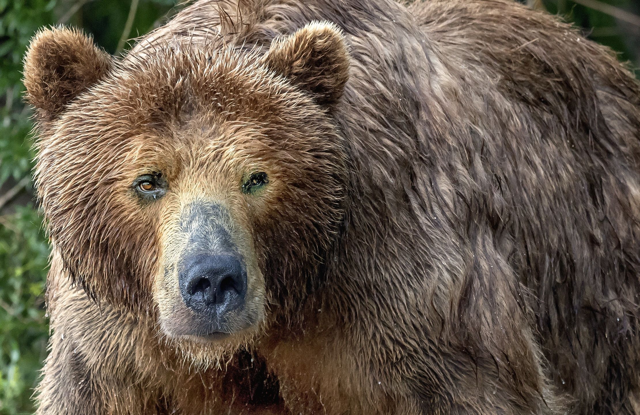 Kamchatka 2016 - Bear