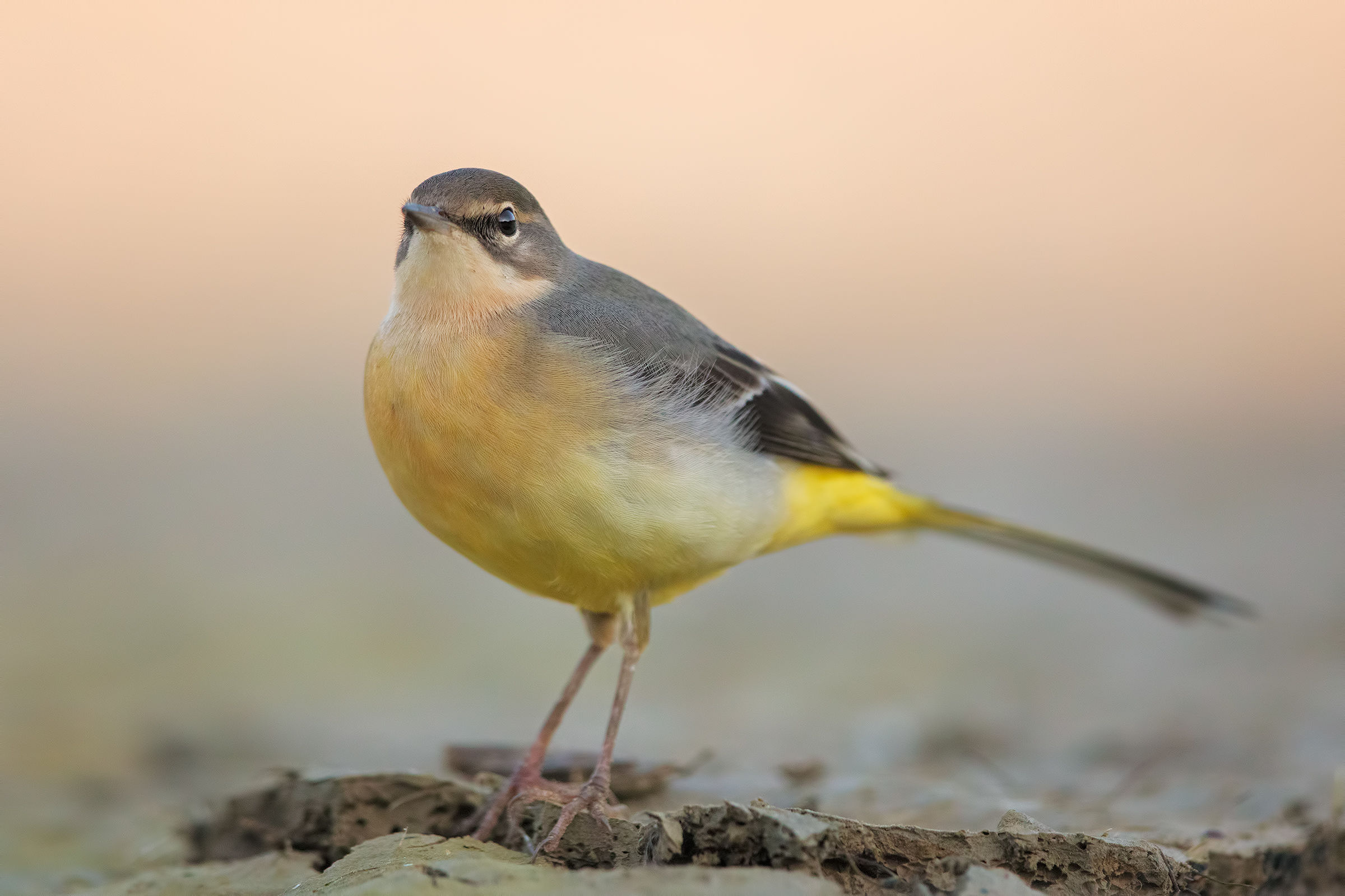 yellow wagtail